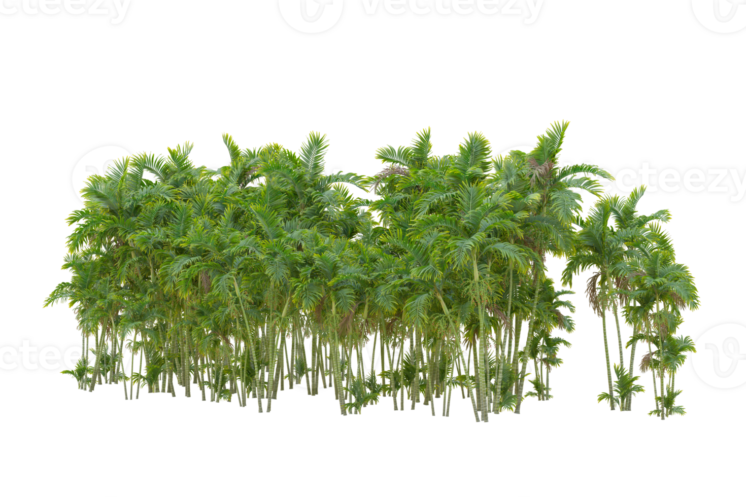 Tropical forest isolated on transparent background. 3d rendering - illustration png