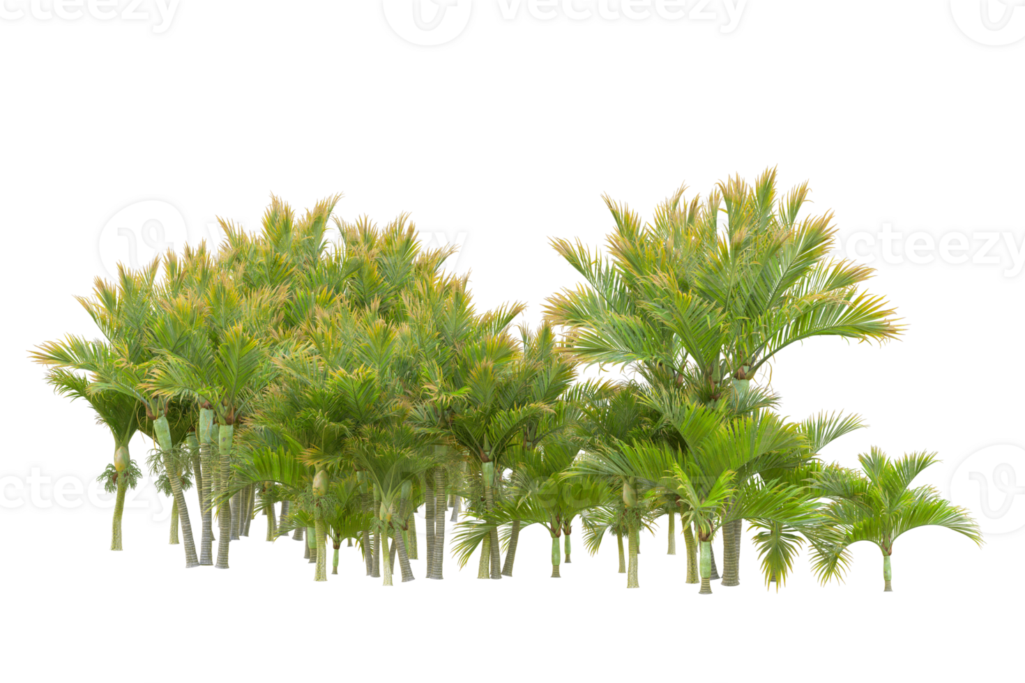 Tropical forest isolated on transparent background. 3d rendering - illustration png