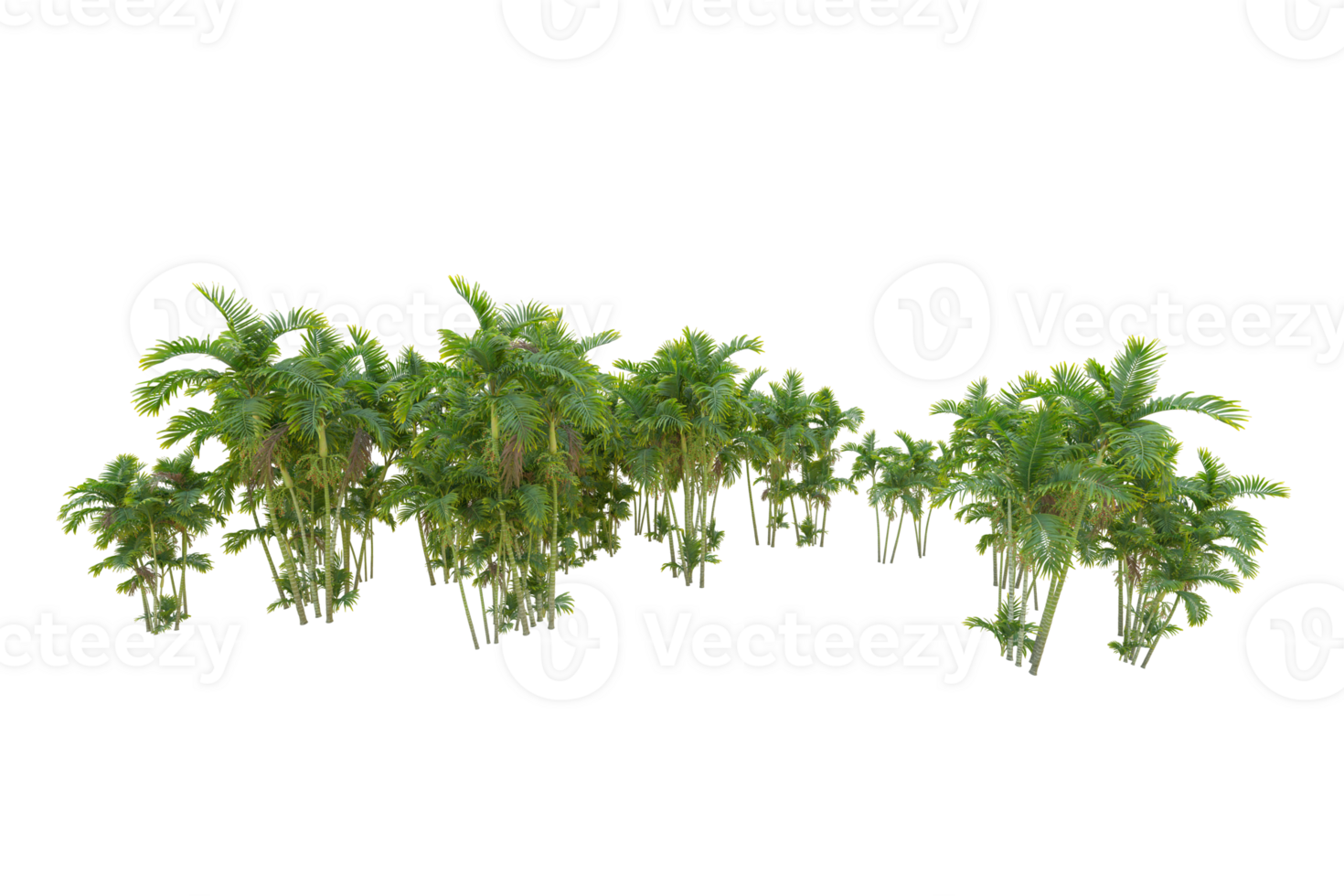Tropical forest isolated on transparent background. 3d rendering - illustration png