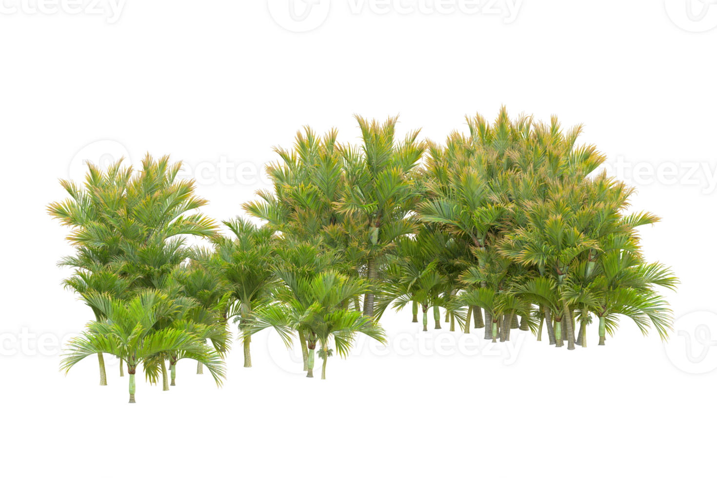 Tropical forest isolated on transparent background. 3d rendering - illustration png