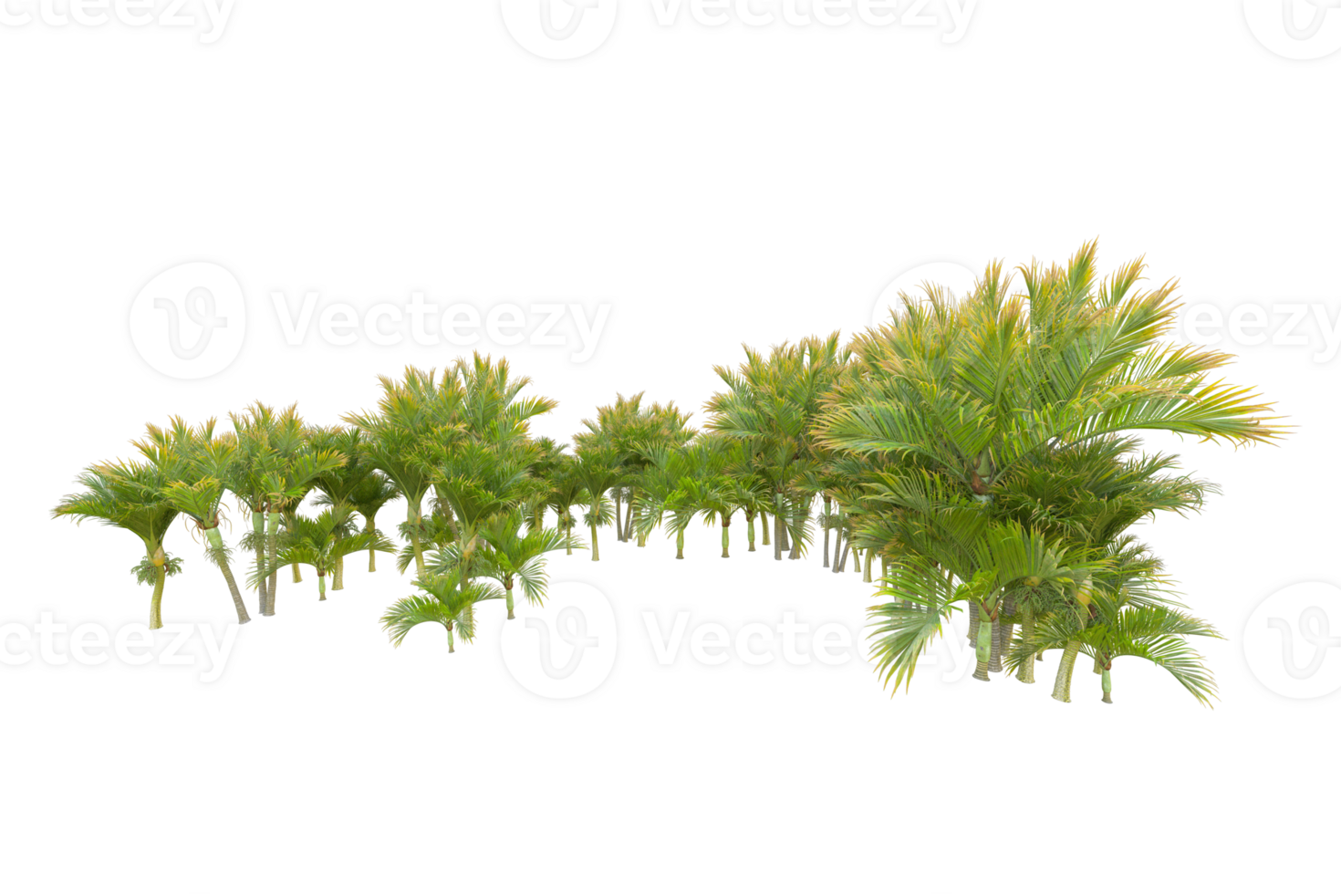 Tropical forest isolated on transparent background. 3d rendering - illustration png