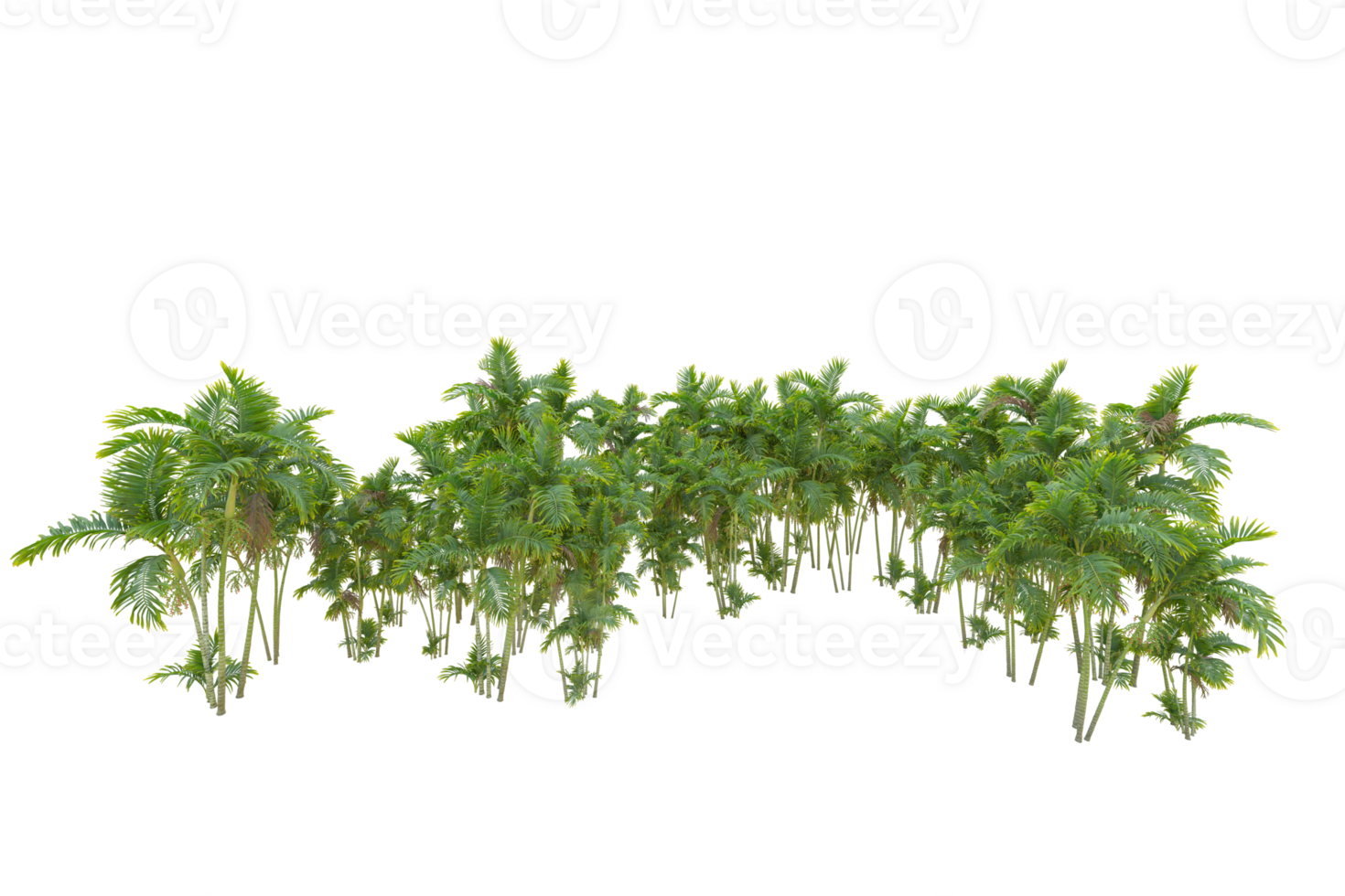 Tropical forest isolated on transparent background. 3d rendering - illustration png