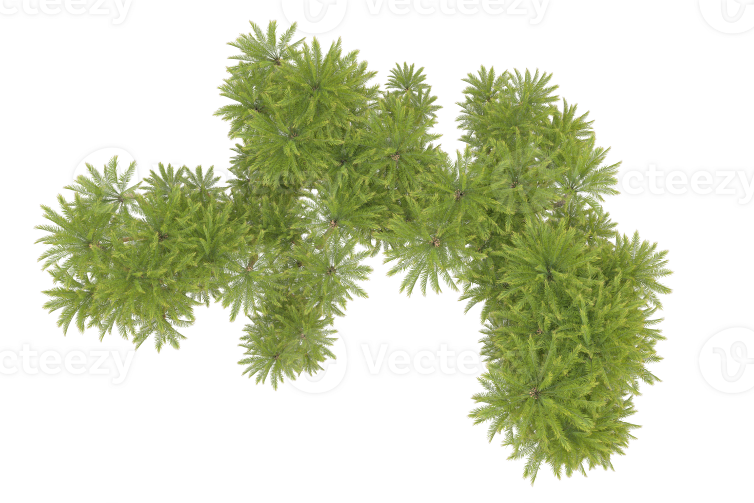 Tropical forest isolated on transparent background. 3d rendering - illustration png