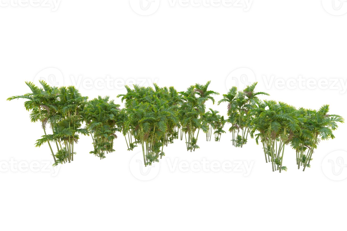 Tropical forest isolated on transparent background. 3d rendering - illustration png