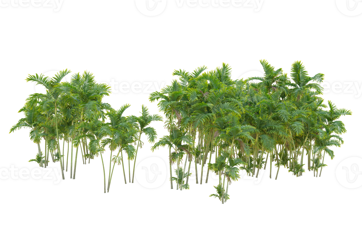 Tropical forest isolated on transparent background. 3d rendering - illustration png