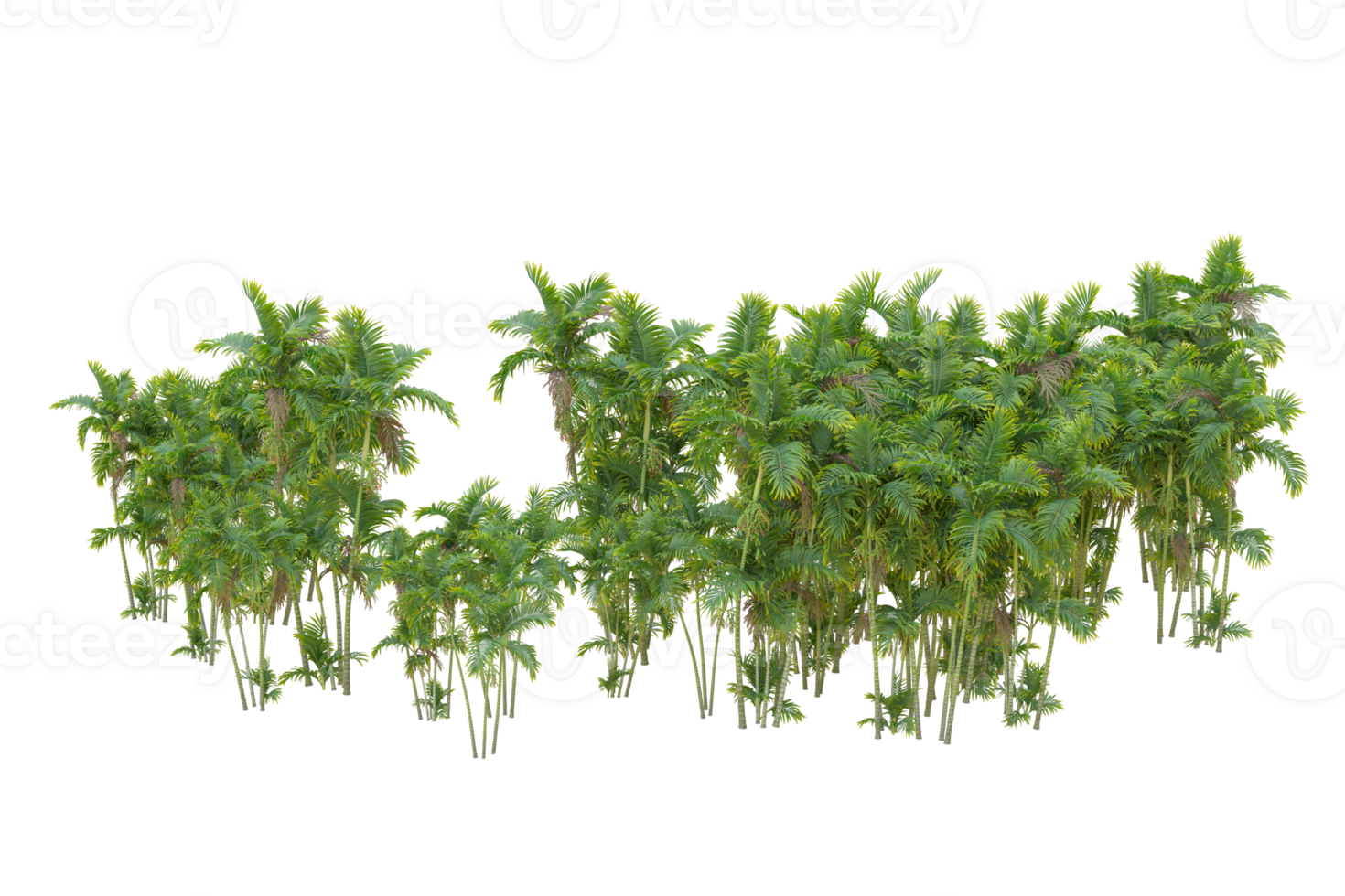Tropical forest isolated on transparent background. 3d rendering - illustration png