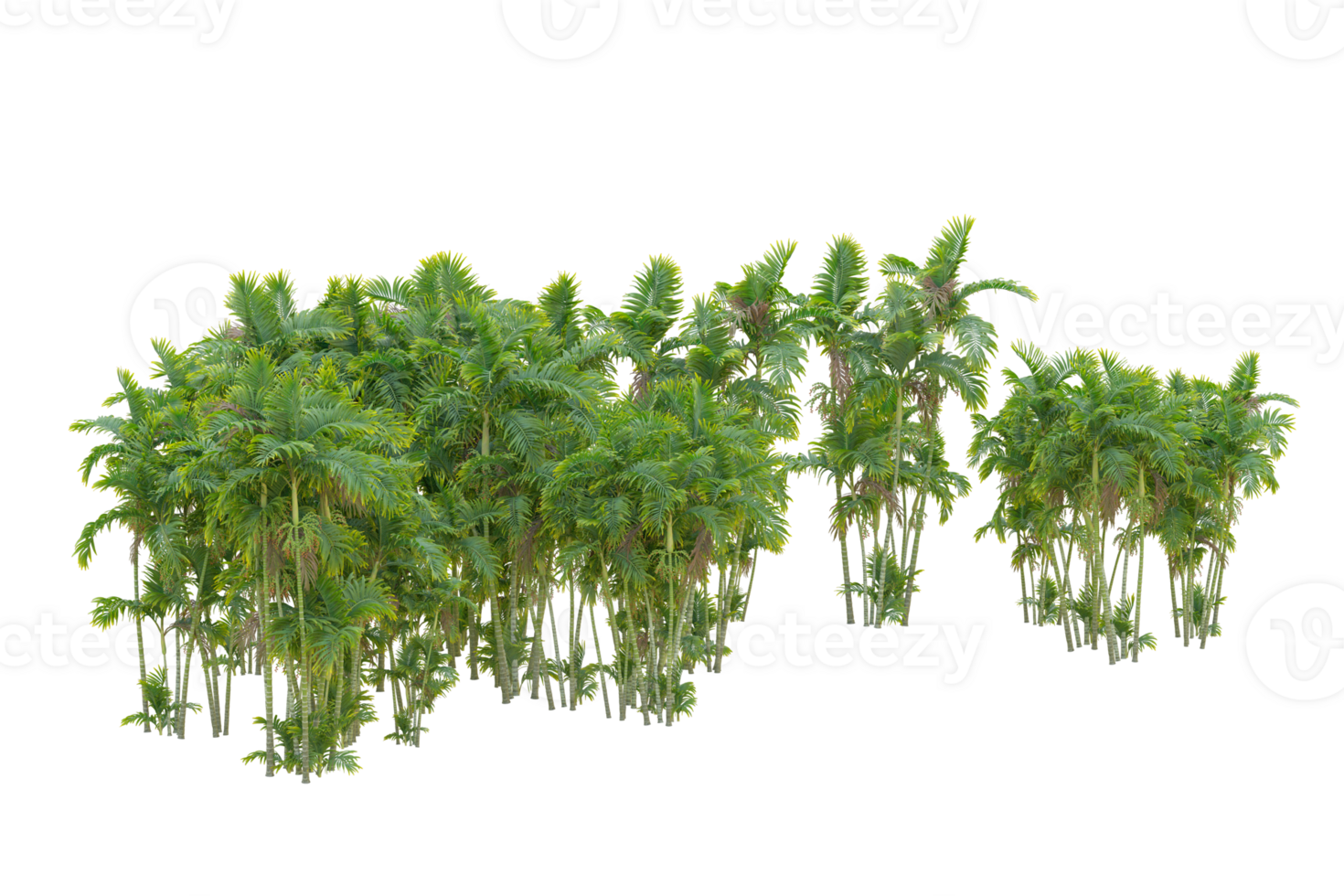 Tropical forest isolated on transparent background. 3d rendering - illustration png
