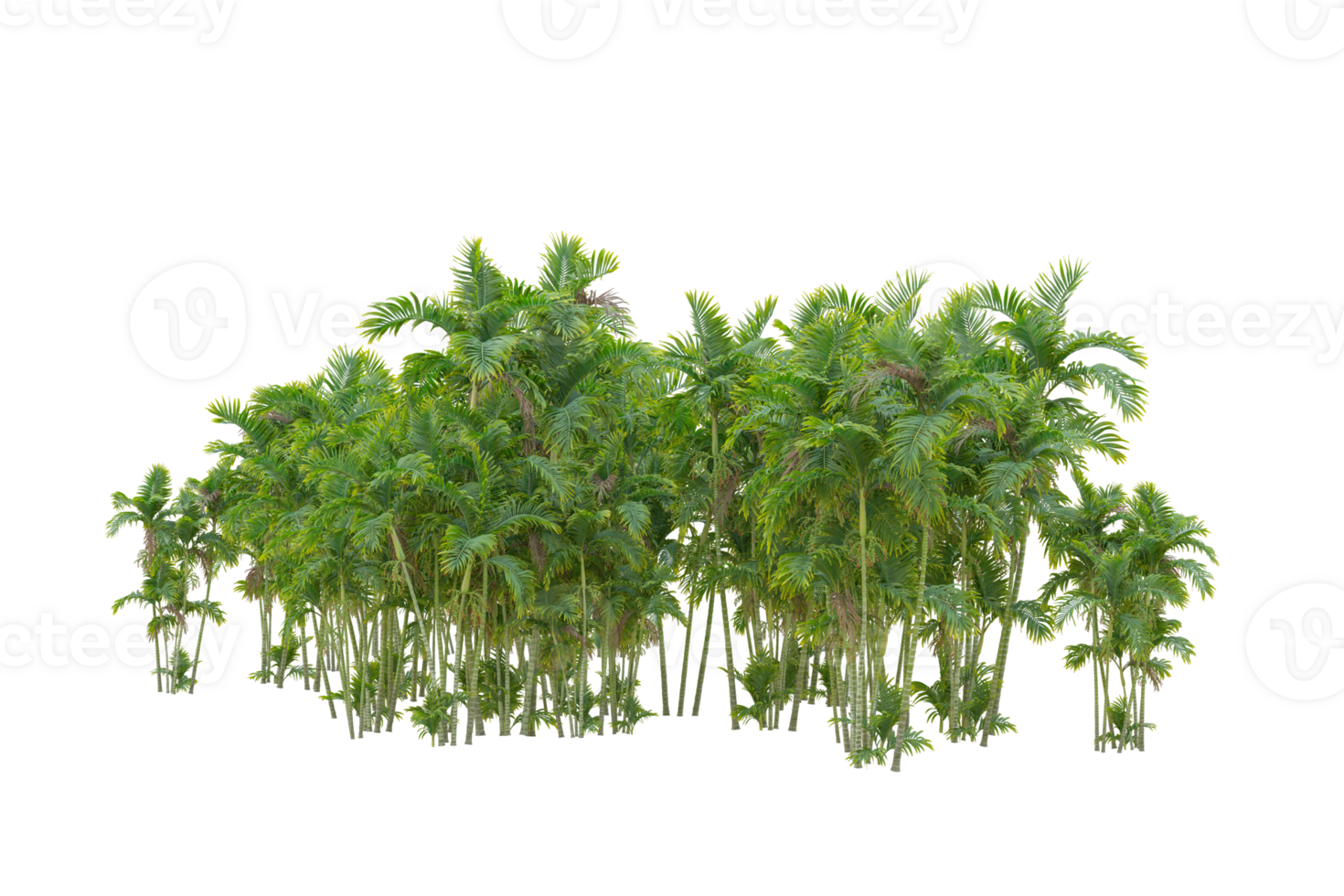 Tropical forest isolated on transparent background. 3d rendering - illustration png