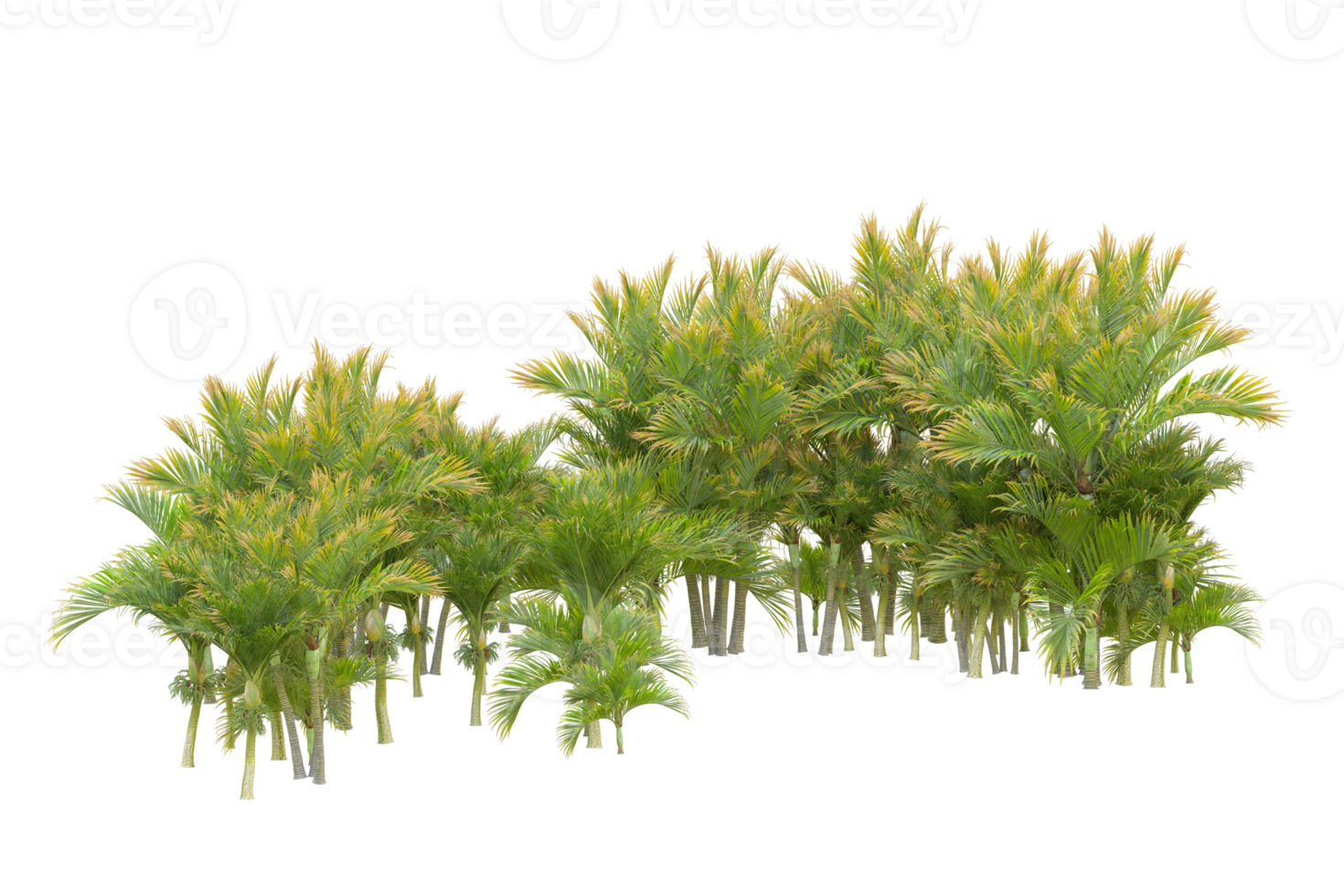 Tropical forest isolated on transparent background. 3d rendering - illustration png