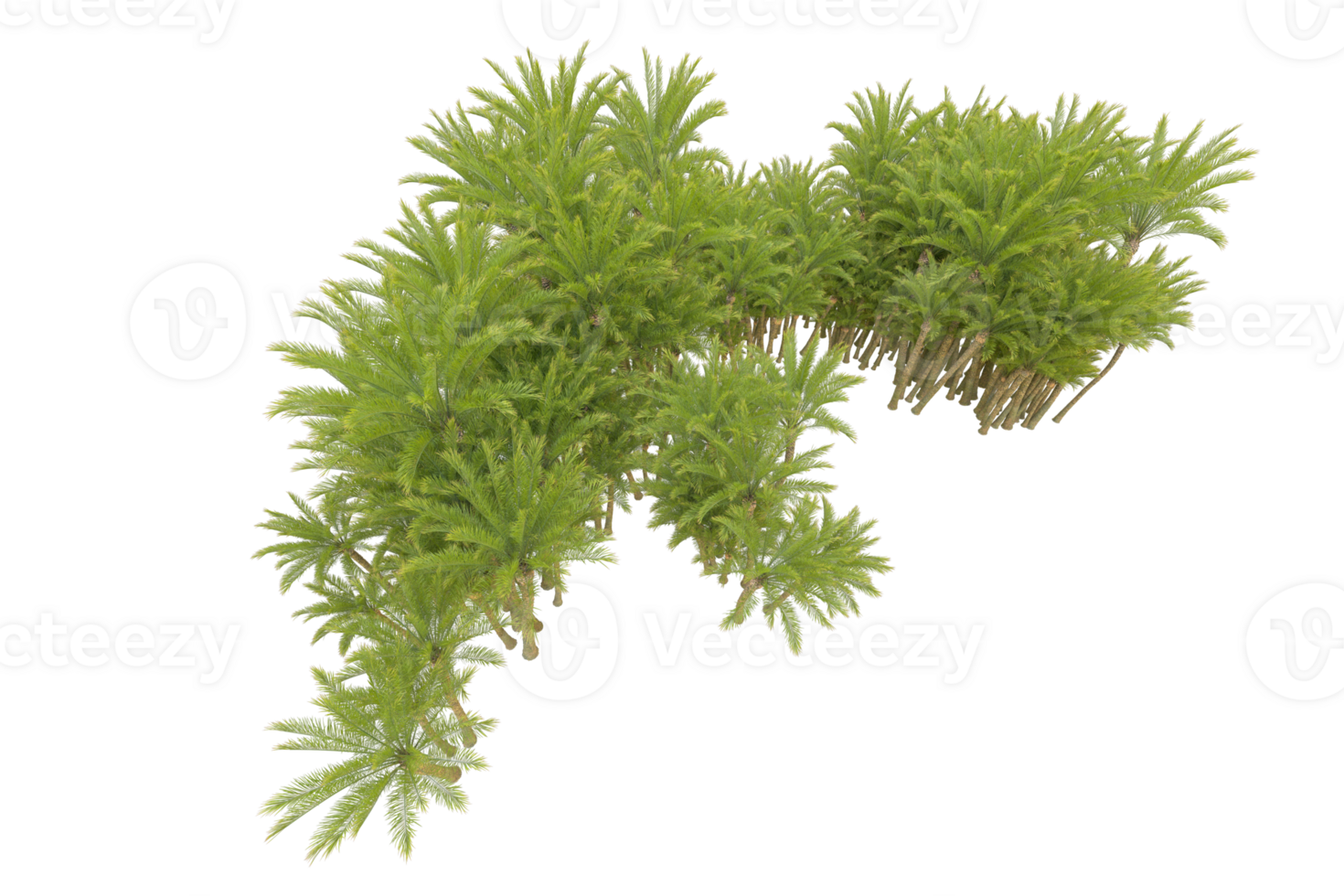 Tropical forest isolated on transparent background. 3d rendering - illustration png