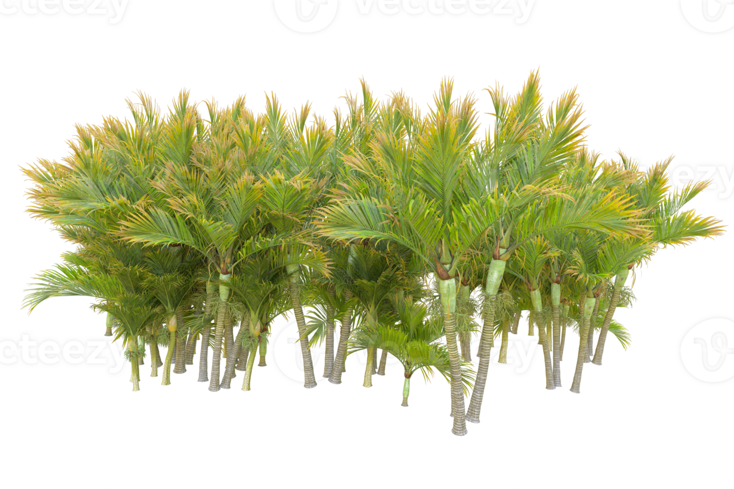 Tropical forest isolated on transparent background. 3d rendering - illustration png