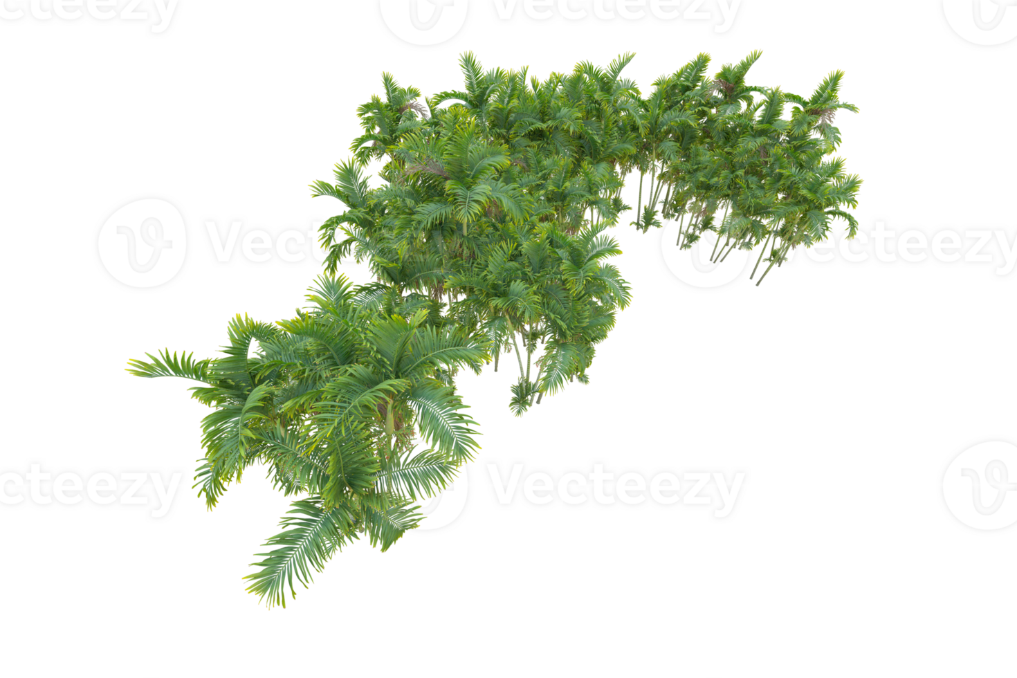 Tropical forest isolated on transparent background. 3d rendering - illustration png