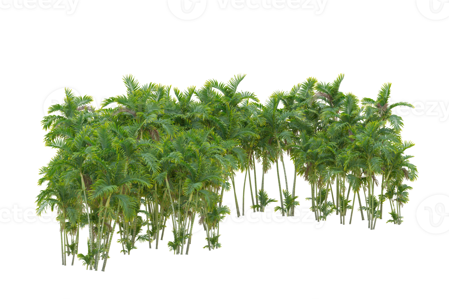 Tropical forest isolated on transparent background. 3d rendering - illustration png