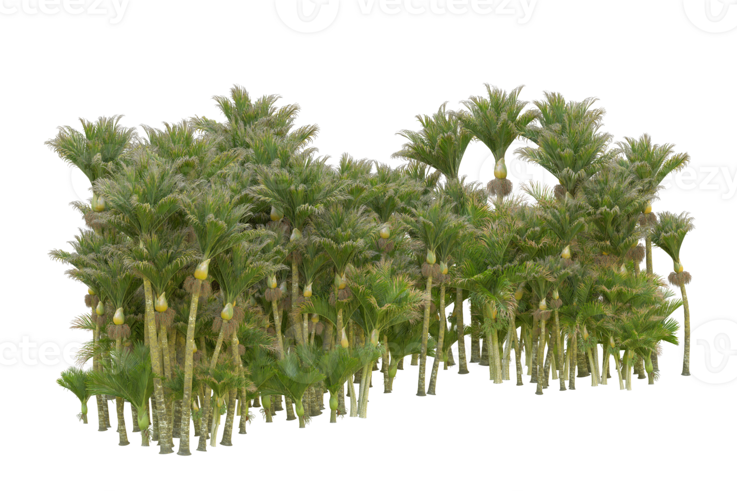 Tropical forest isolated on transparent background. 3d rendering - illustration png