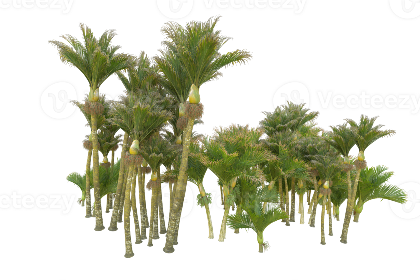 Tropical forest isolated on transparent background. 3d rendering - illustration png