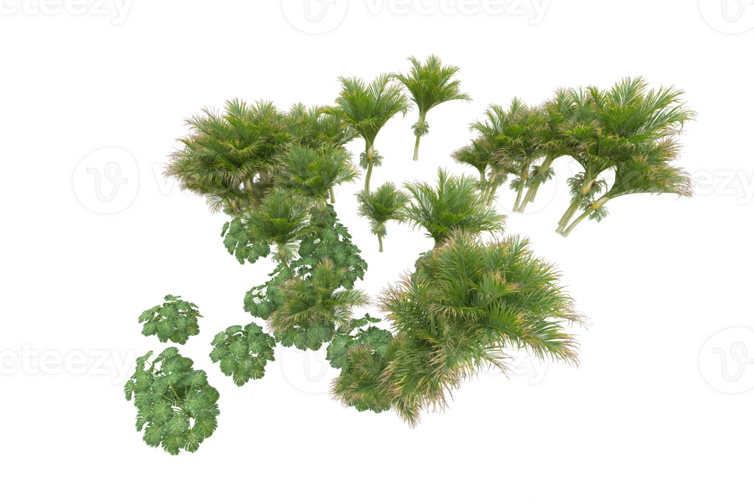 Tropical forest isolated on transparent background. 3d rendering - illustration png