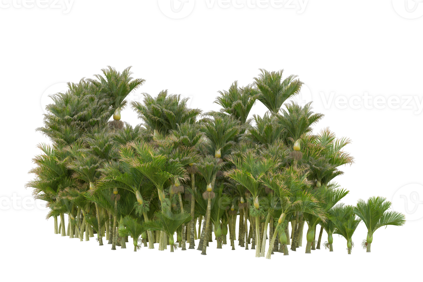 Tropical forest isolated on transparent background. 3d rendering - illustration png
