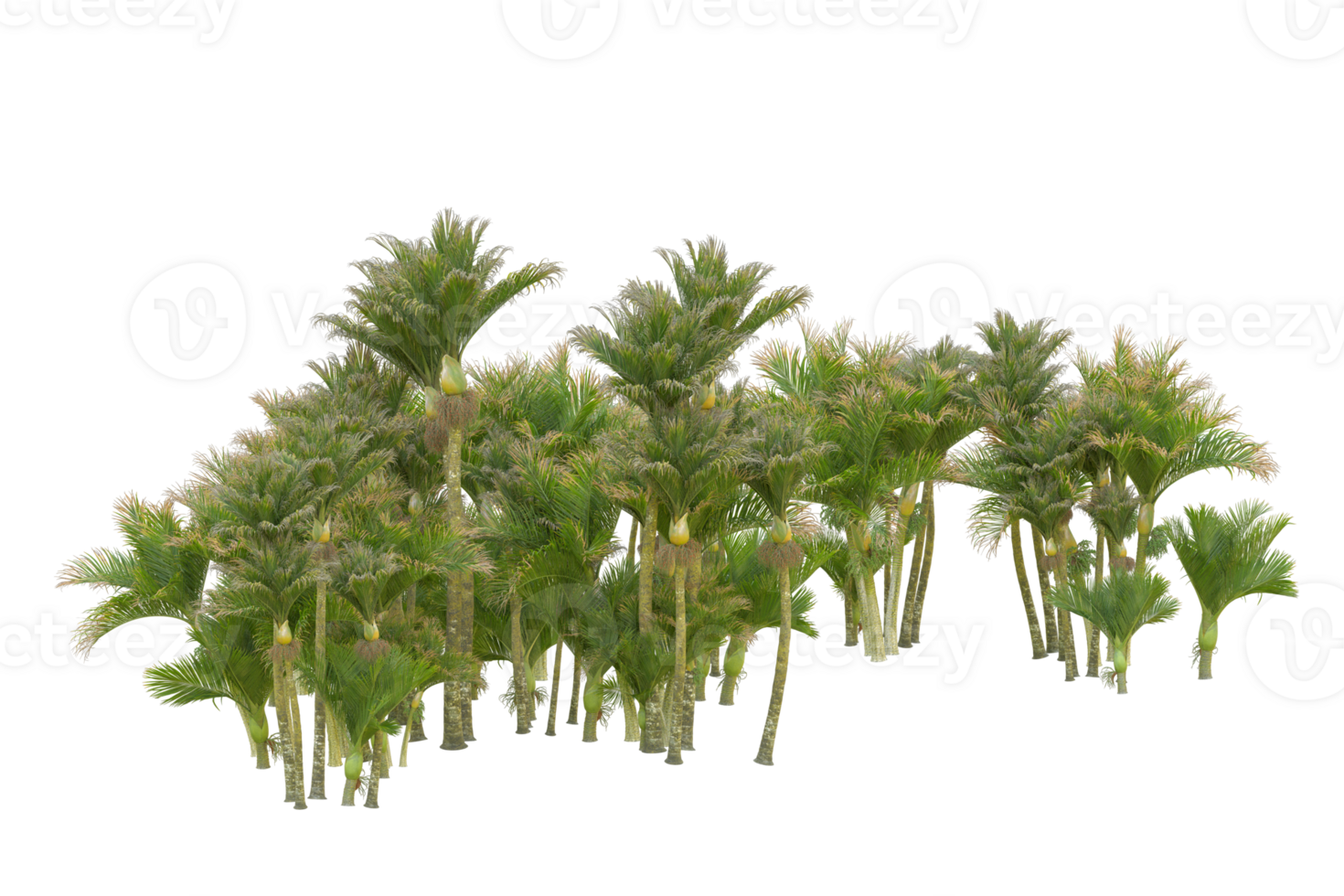 Tropical forest isolated on transparent background. 3d rendering - illustration png