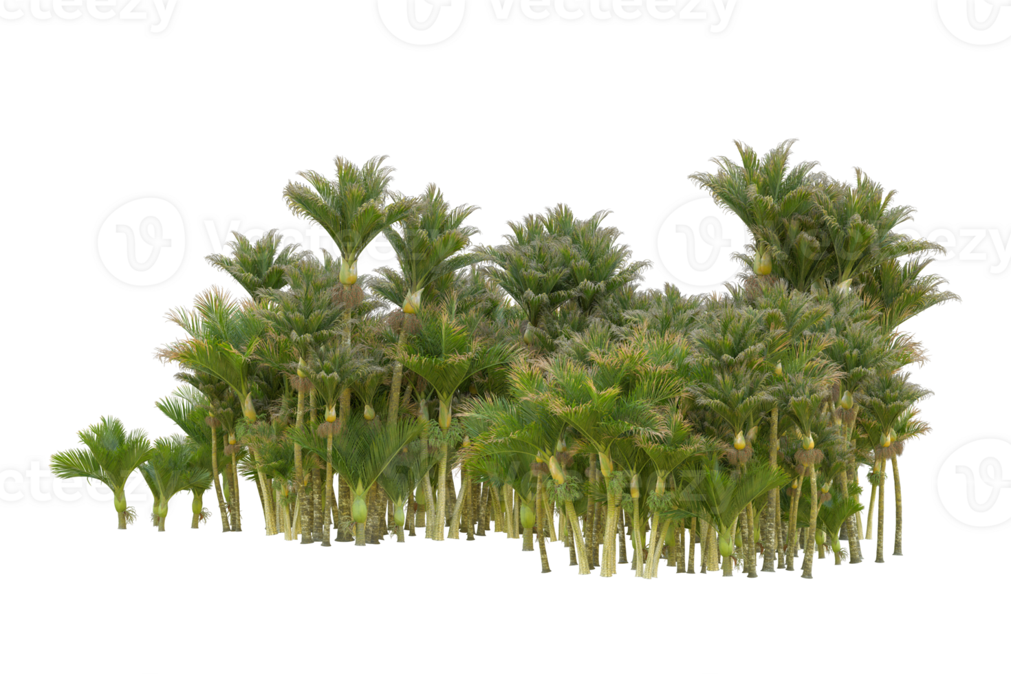 Tropical forest isolated on transparent background. 3d rendering - illustration png