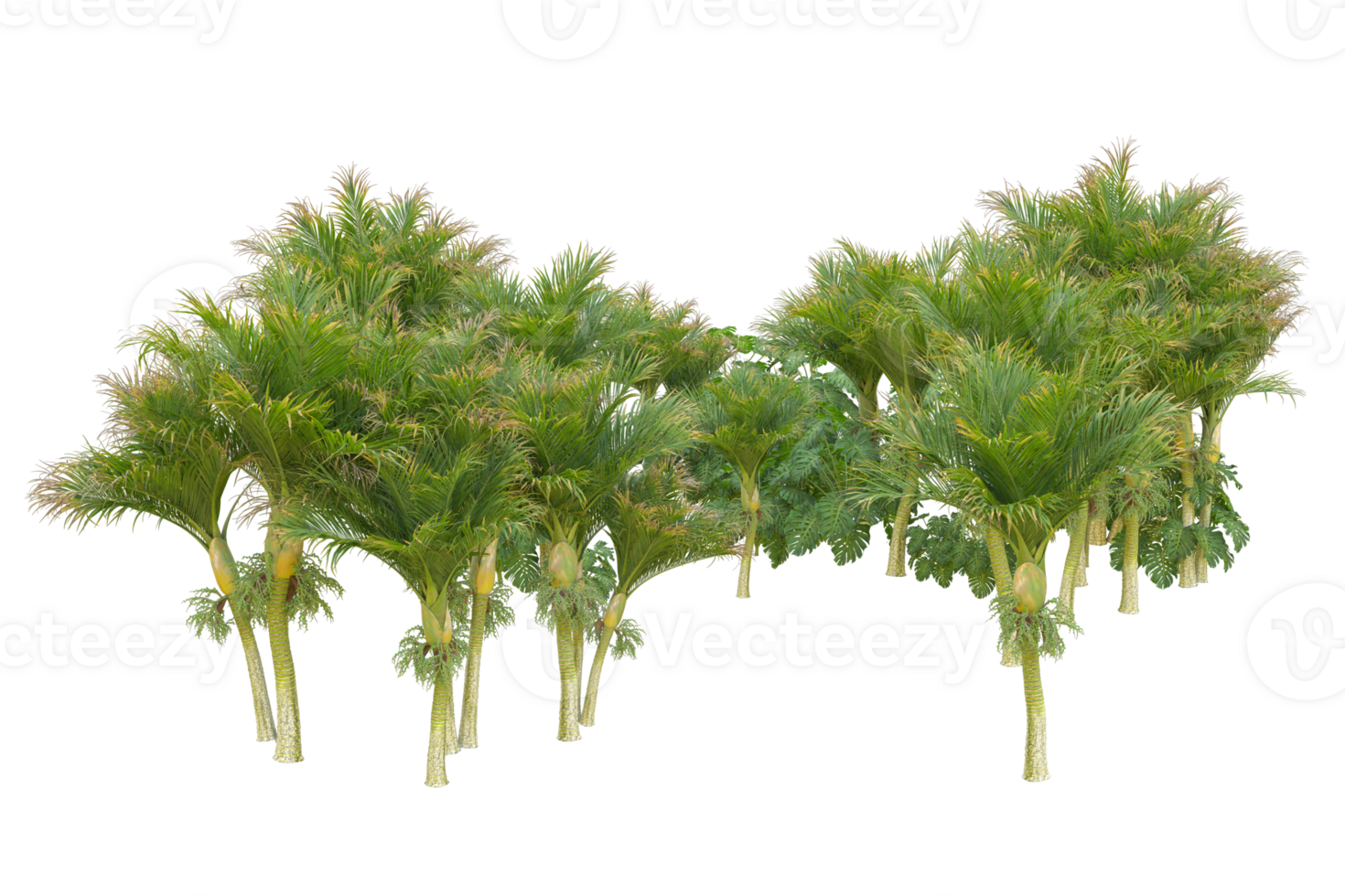 Tropical forest isolated on transparent background. 3d rendering - illustration png