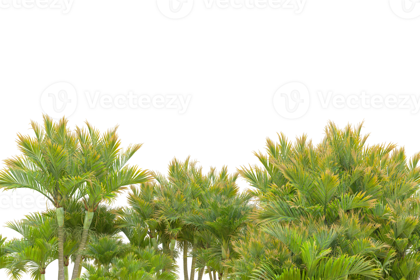 Tropical forest isolated on transparent background. 3d rendering - illustration png