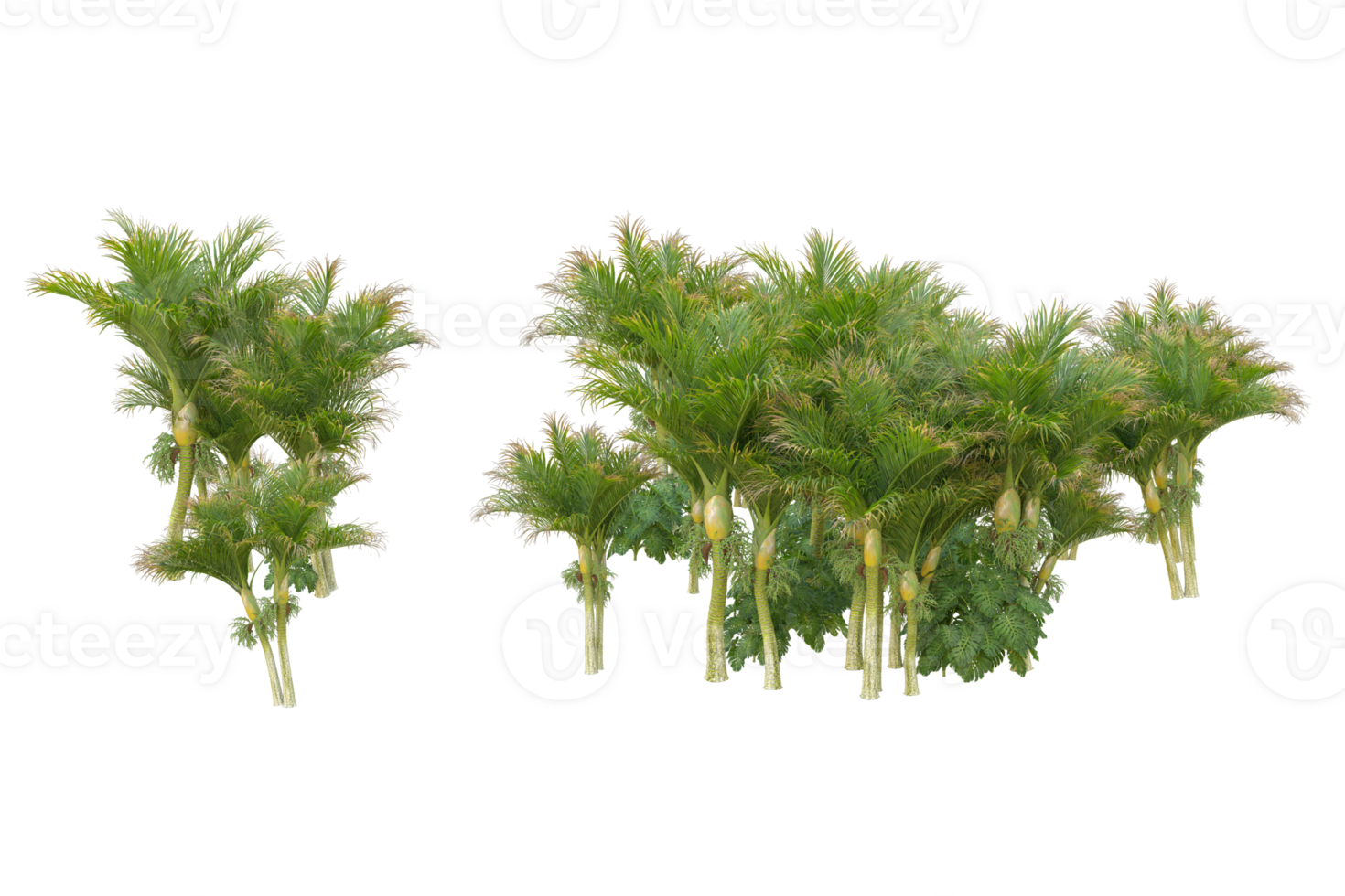 Tropical forest isolated on transparent background. 3d rendering - illustration png