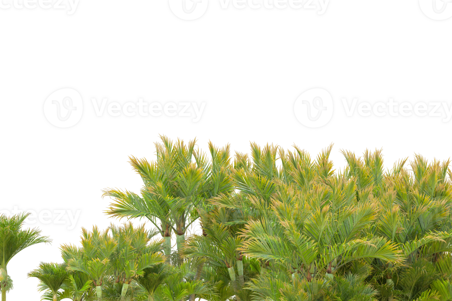Tropical forest isolated on transparent background. 3d rendering - illustration png
