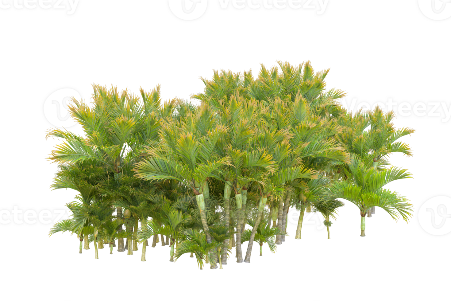Tropical forest isolated on transparent background. 3d rendering - illustration png