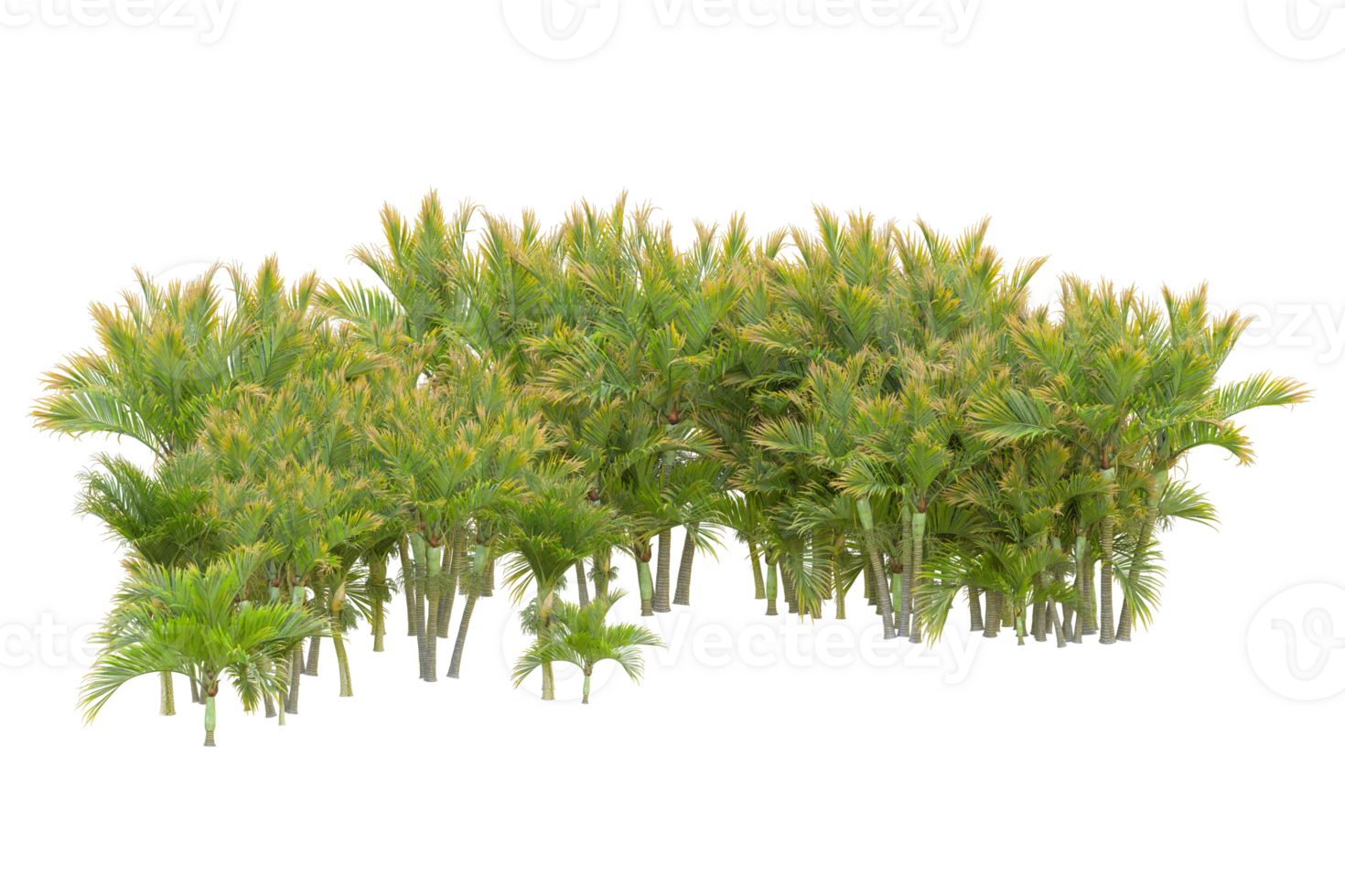 Tropical forest isolated on transparent background. 3d rendering - illustration png