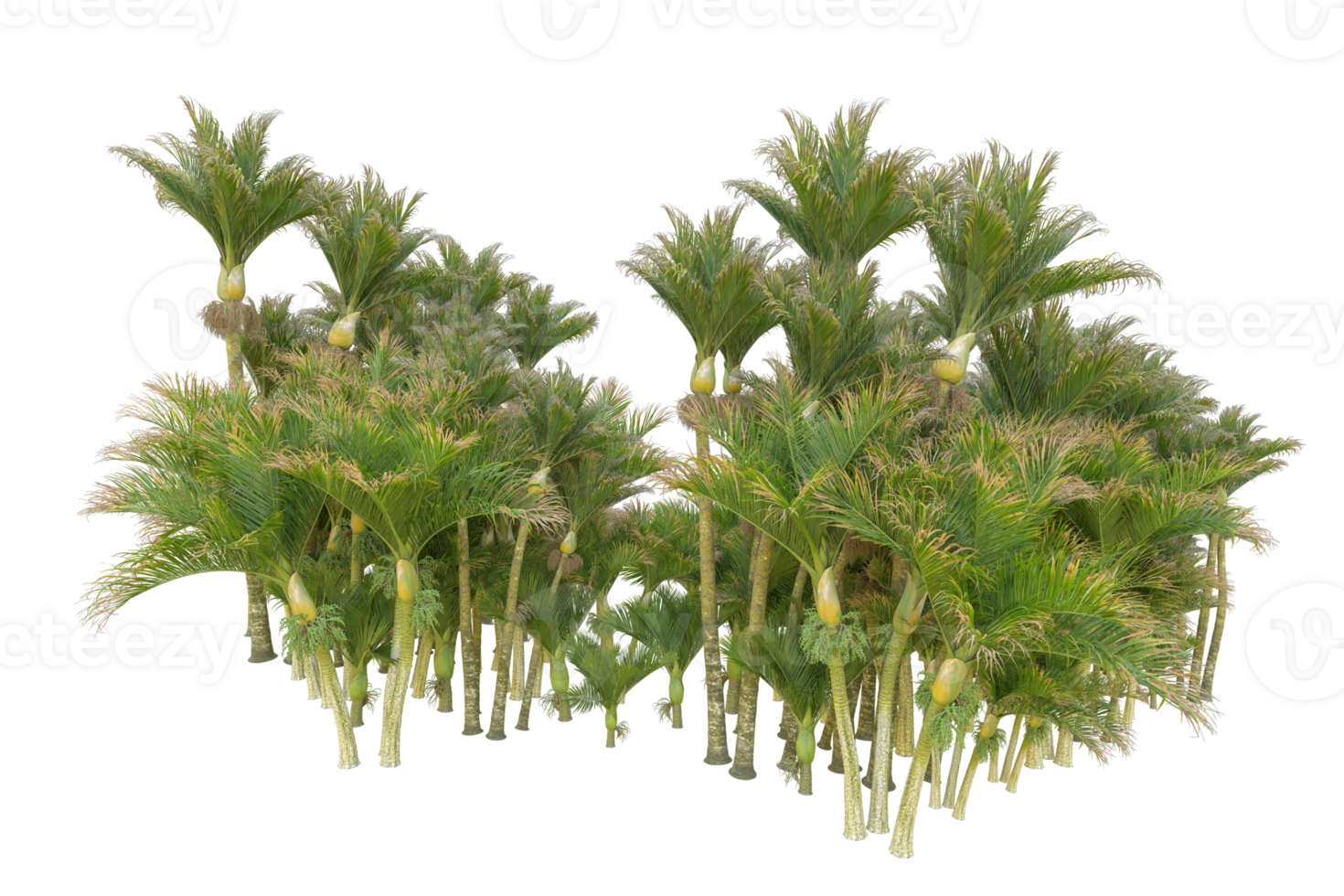 Tropical forest isolated on transparent background. 3d rendering - illustration png