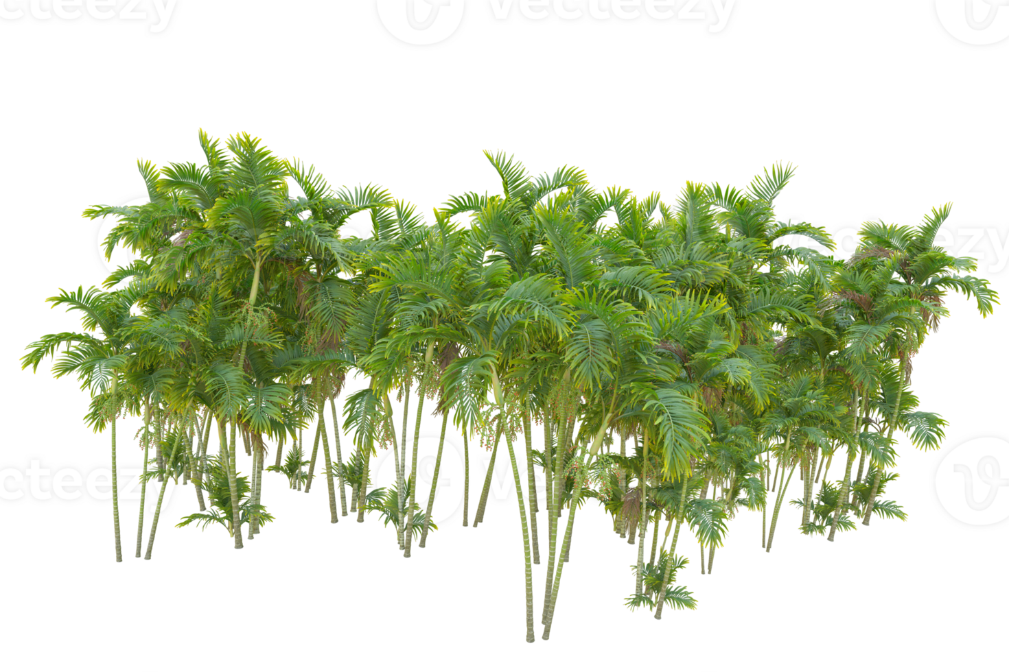 Tropical forest isolated on transparent background. 3d rendering - illustration png