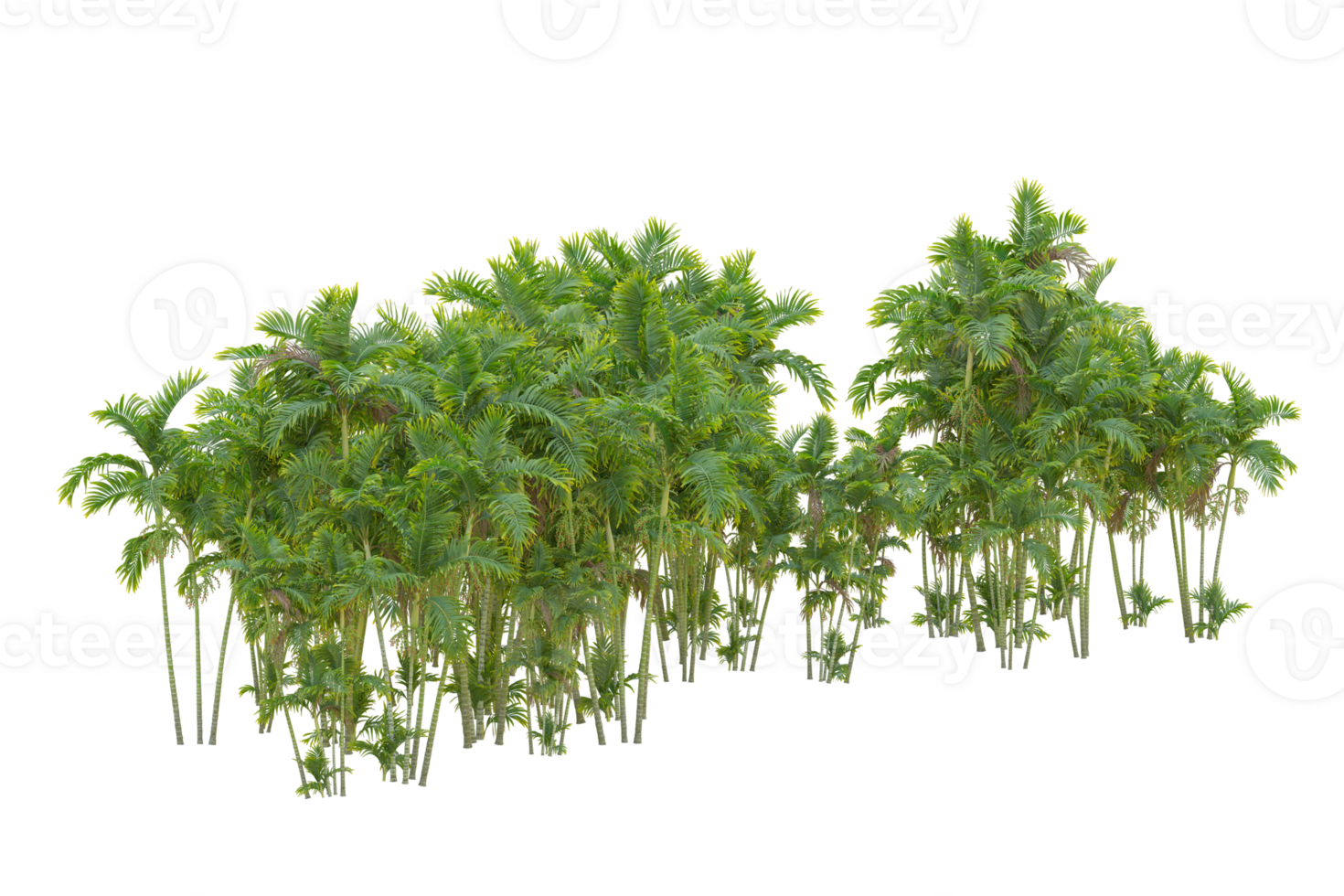 Tropical forest isolated on transparent background. 3d rendering - illustration png