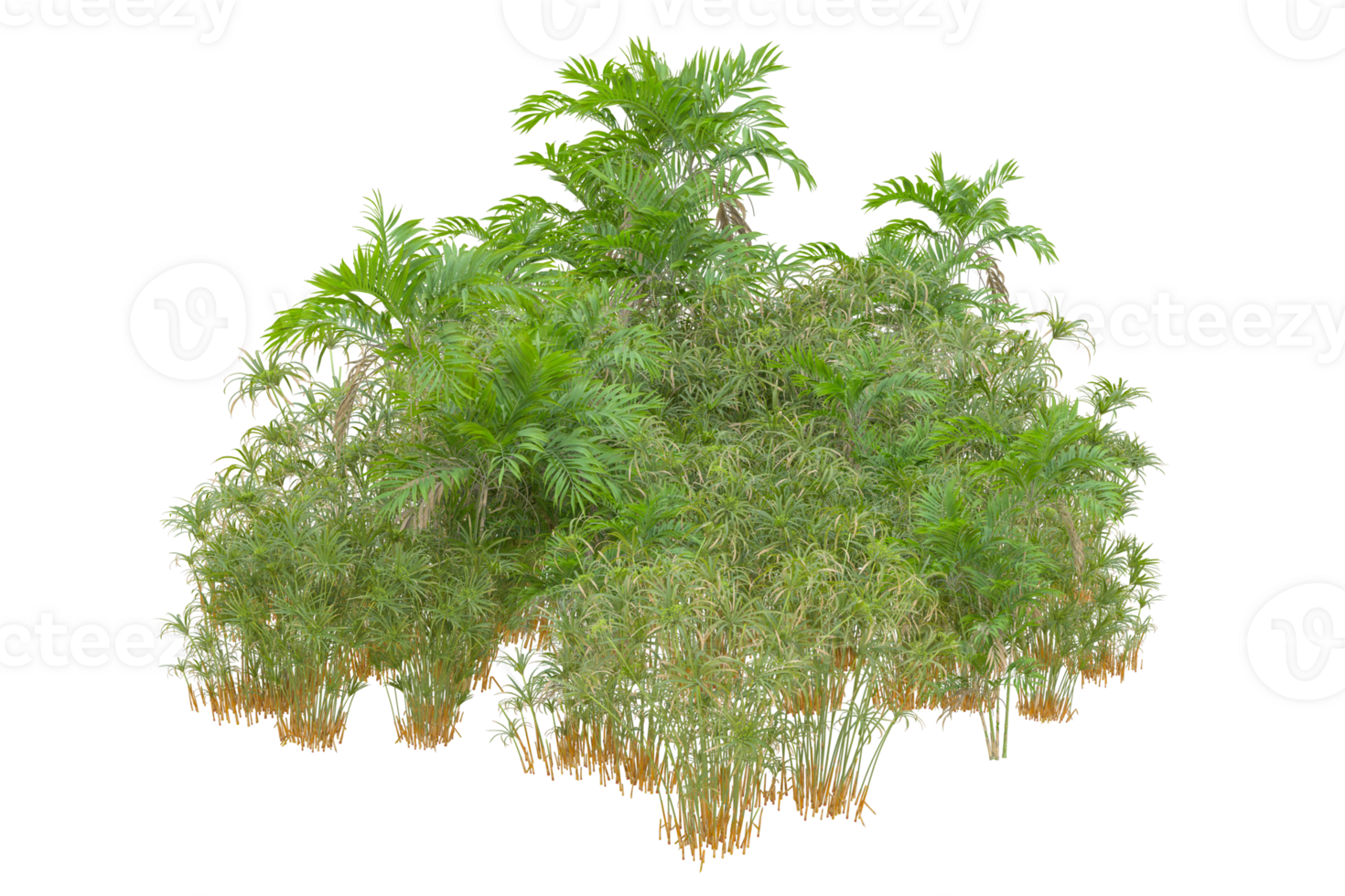 Tropical forest isolated on transparent background. 3d rendering - illustration png