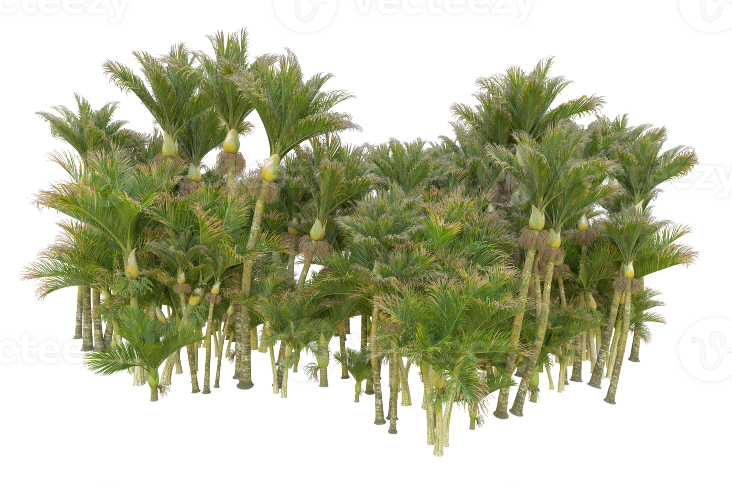Tropical forest isolated on transparent background. 3d rendering - illustration png