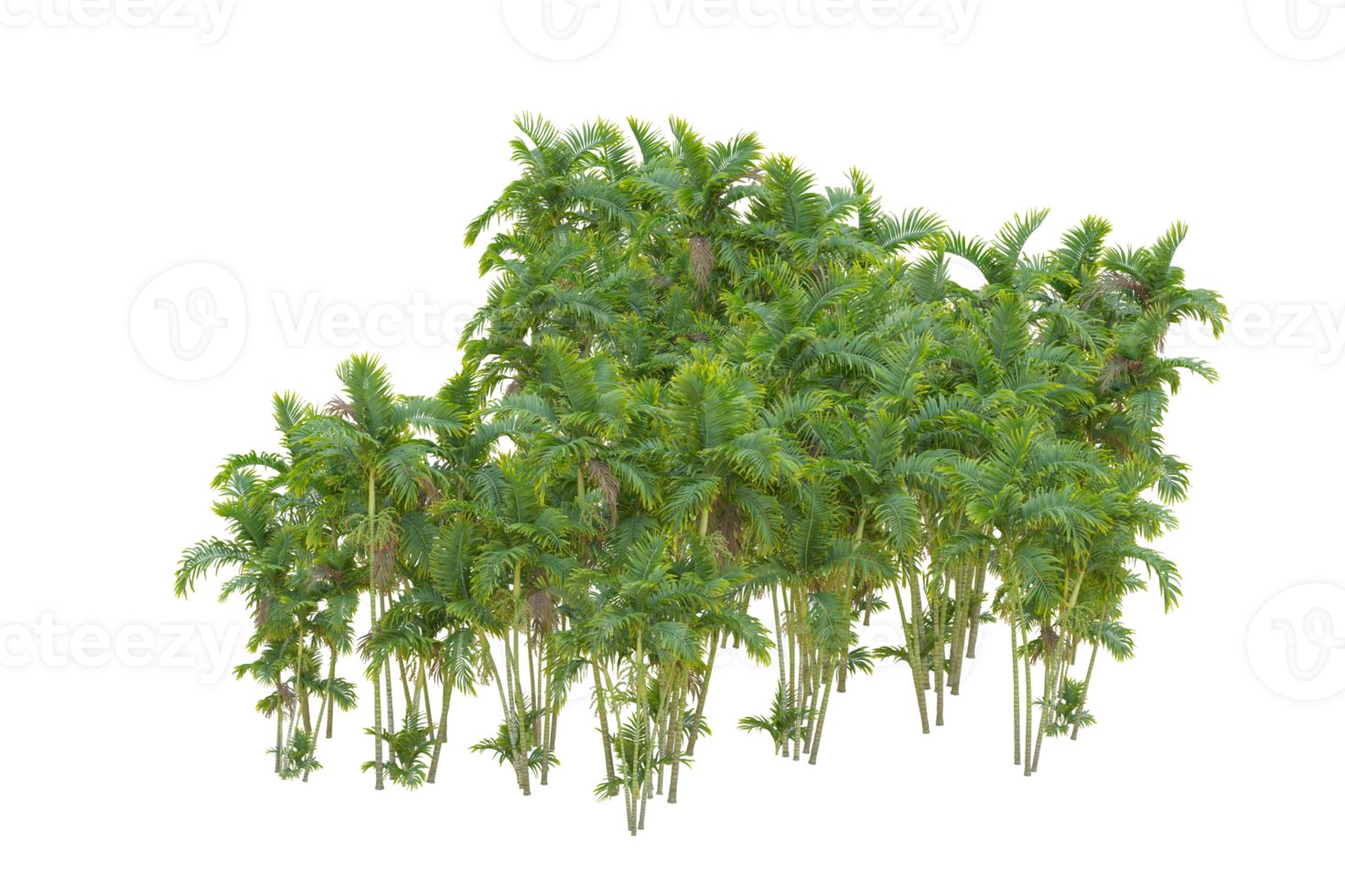 Tropical forest isolated on transparent background. 3d rendering - illustration png