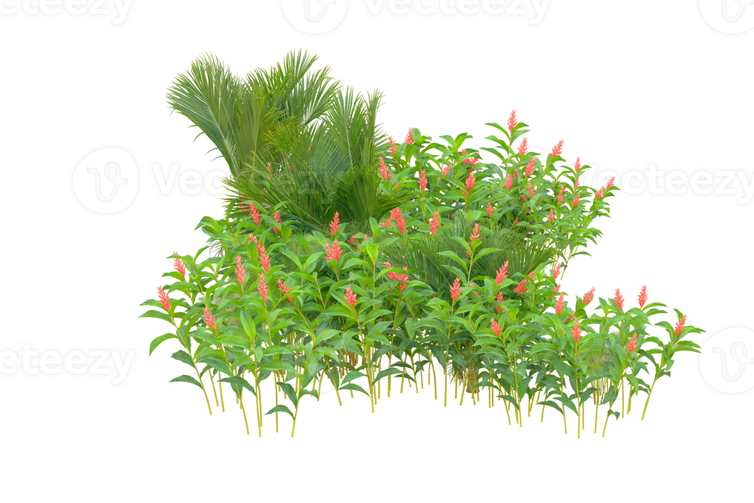 Tropical forest isolated on transparent background. 3d rendering - illustration png