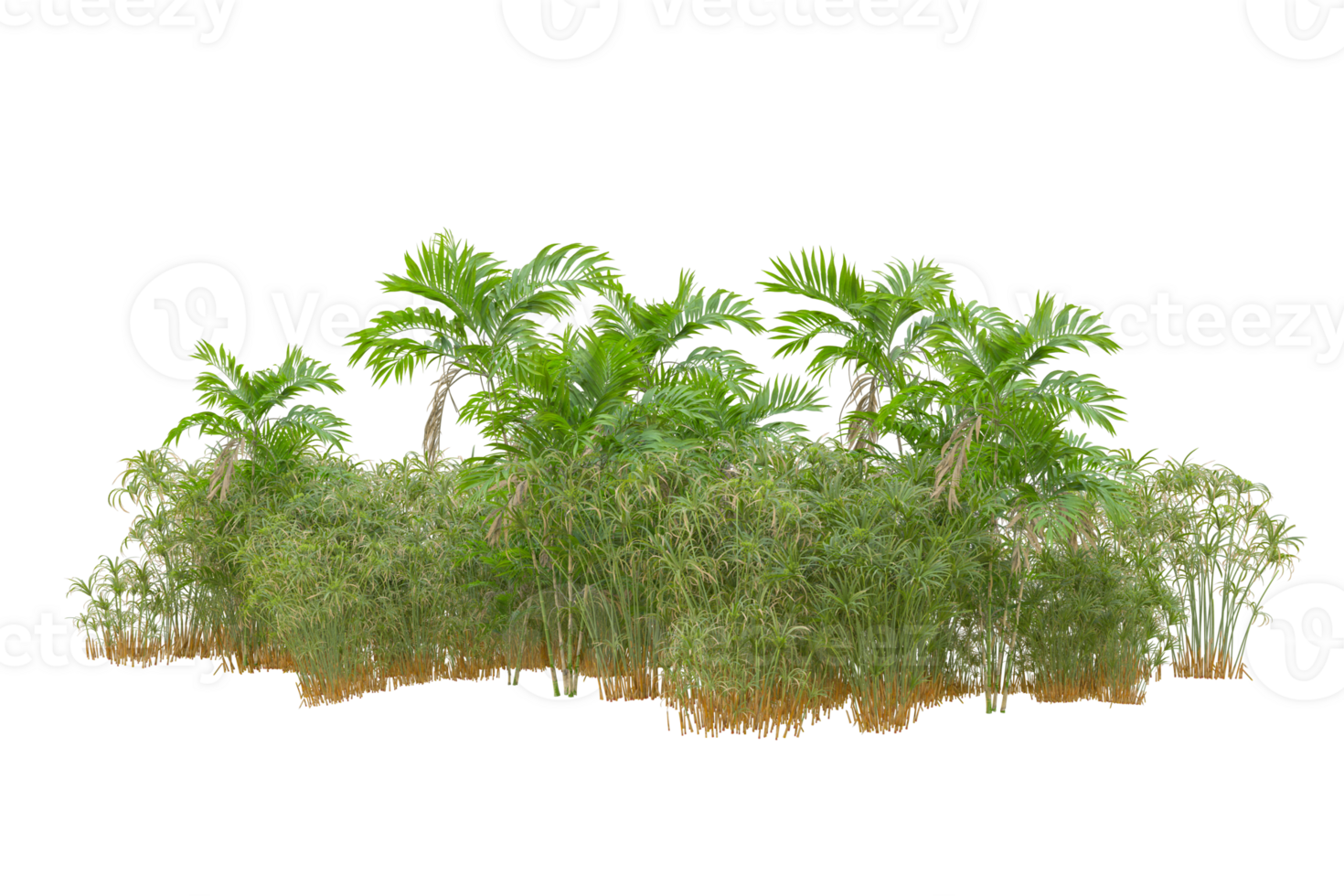 Tropical forest isolated on transparent background. 3d rendering - illustration png