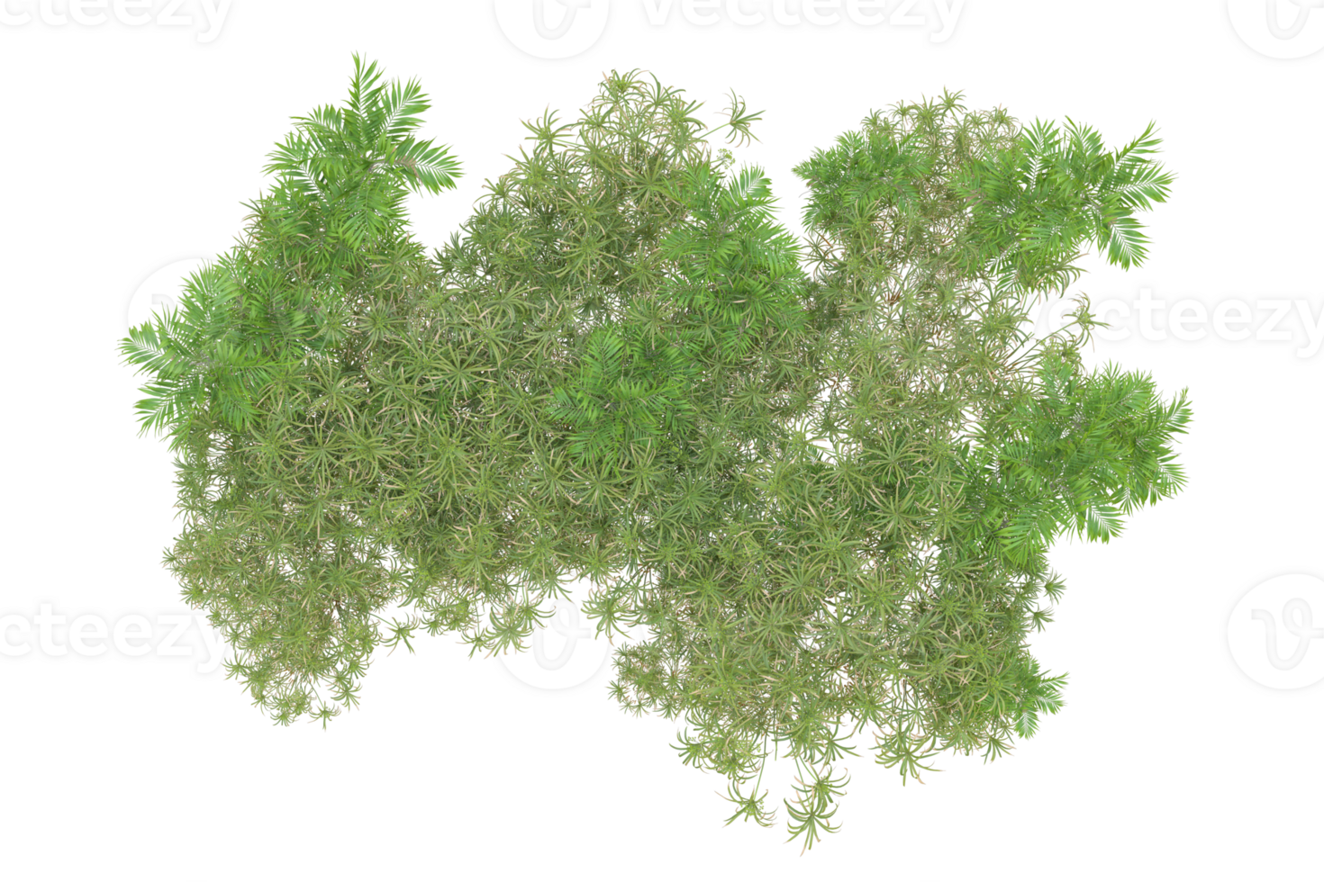 Tropical forest isolated on transparent background. 3d rendering - illustration png