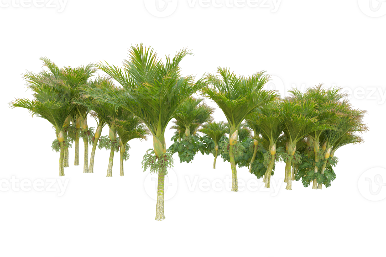 Tropical forest isolated on transparent background. 3d rendering - illustration png