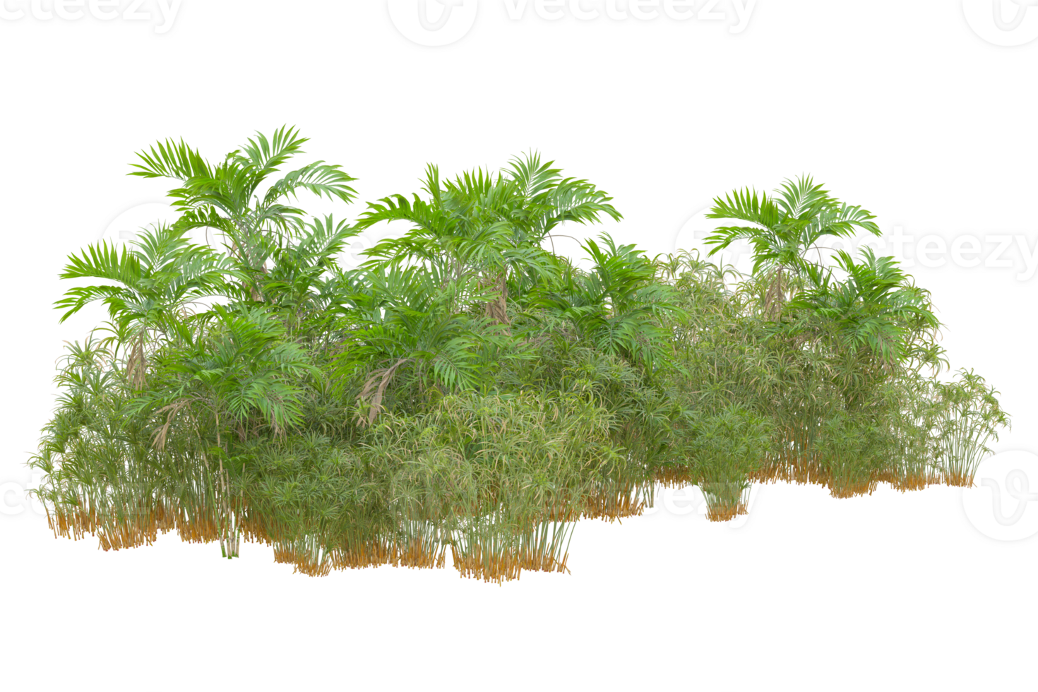 Tropical forest isolated on transparent background. 3d rendering - illustration png