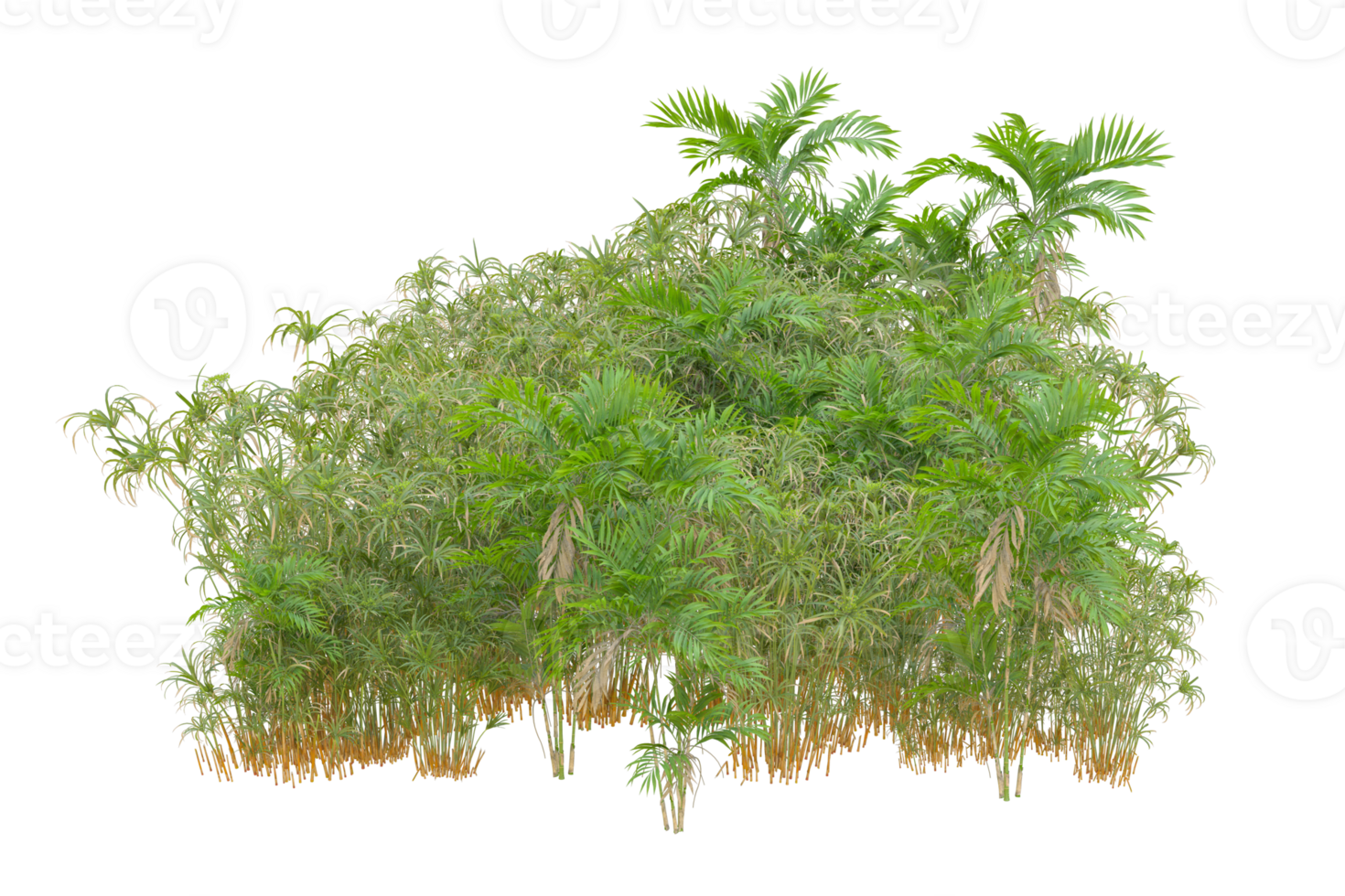 Tropical forest isolated on transparent background. 3d rendering - illustration png