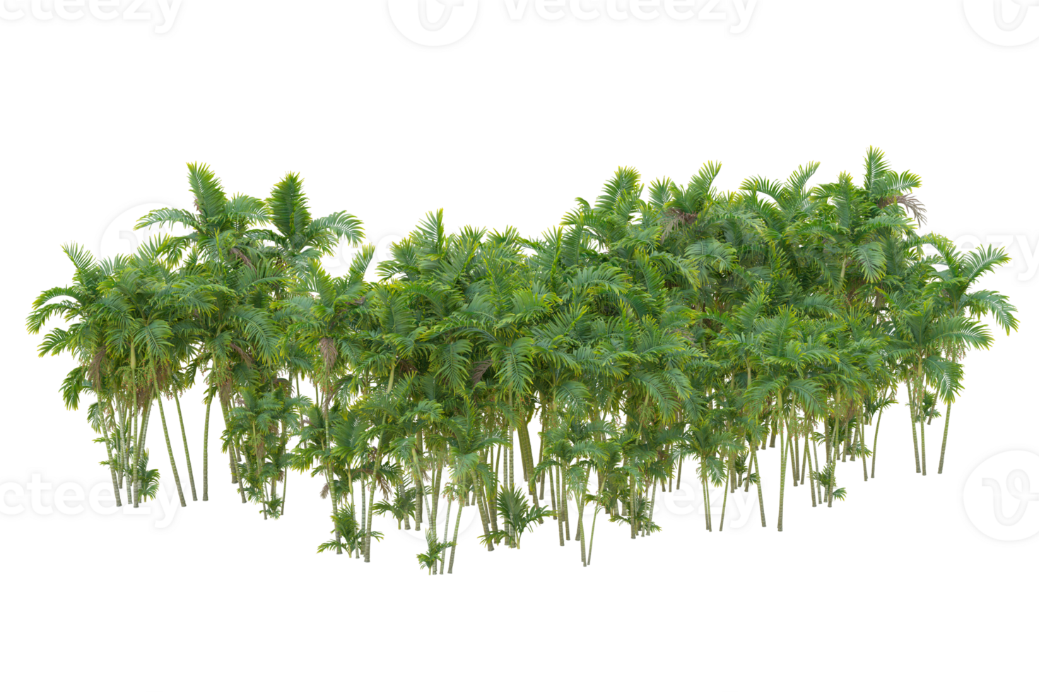 Tropical forest isolated on transparent background. 3d rendering - illustration png
