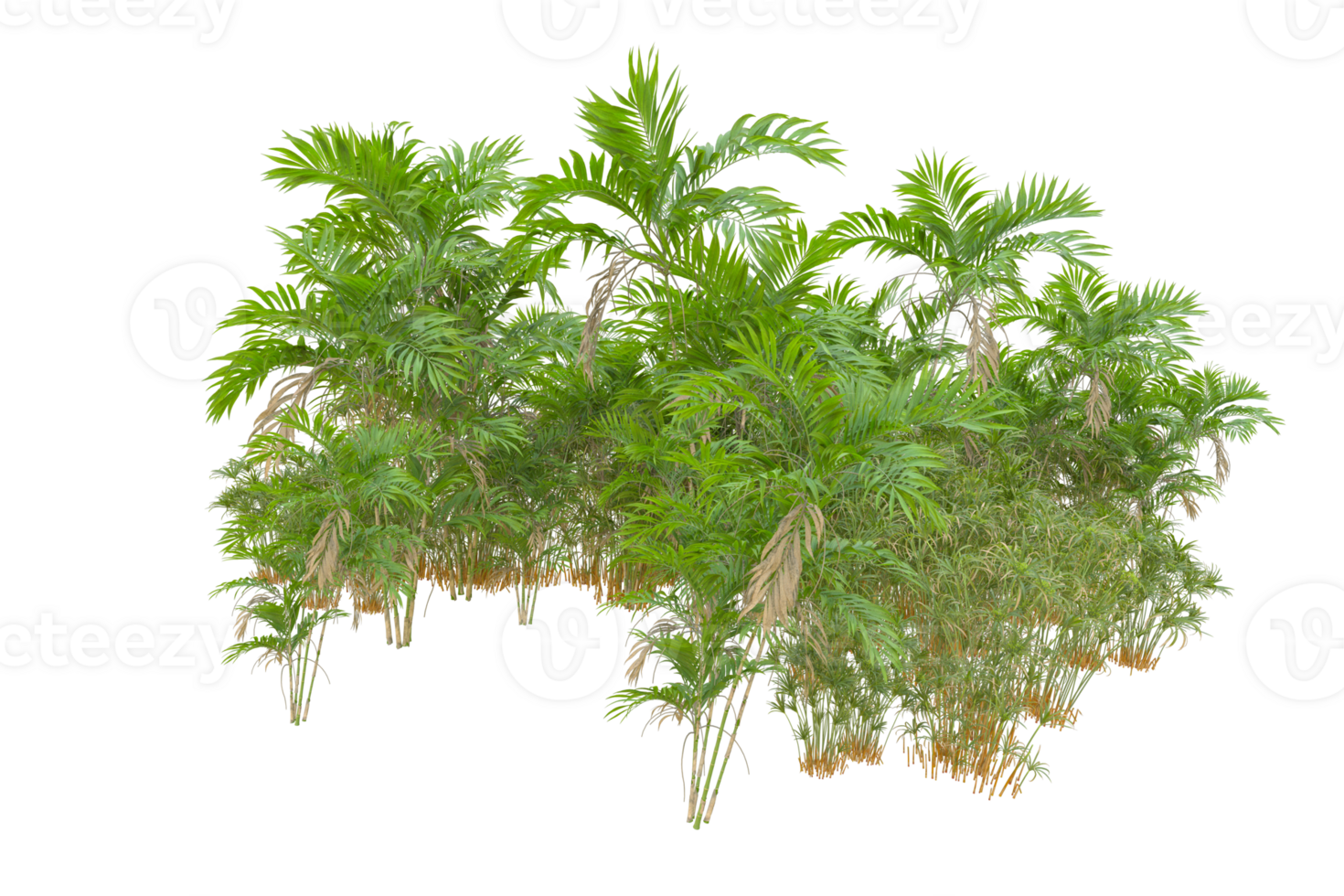 Tropical forest isolated on transparent background. 3d rendering - illustration png