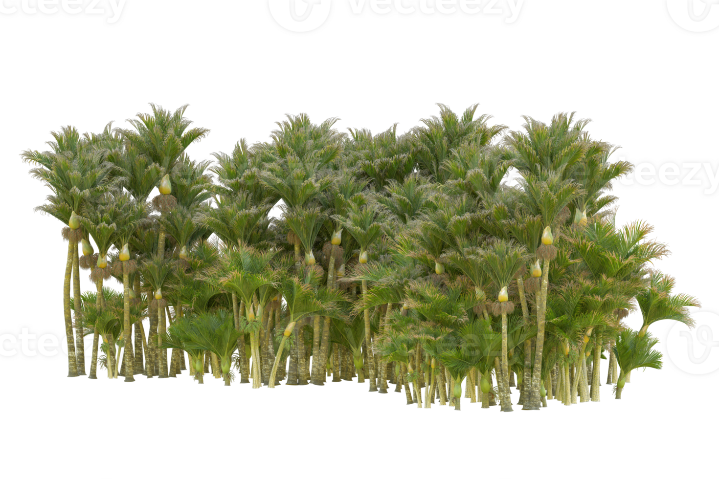 Tropical forest isolated on transparent background. 3d rendering - illustration png