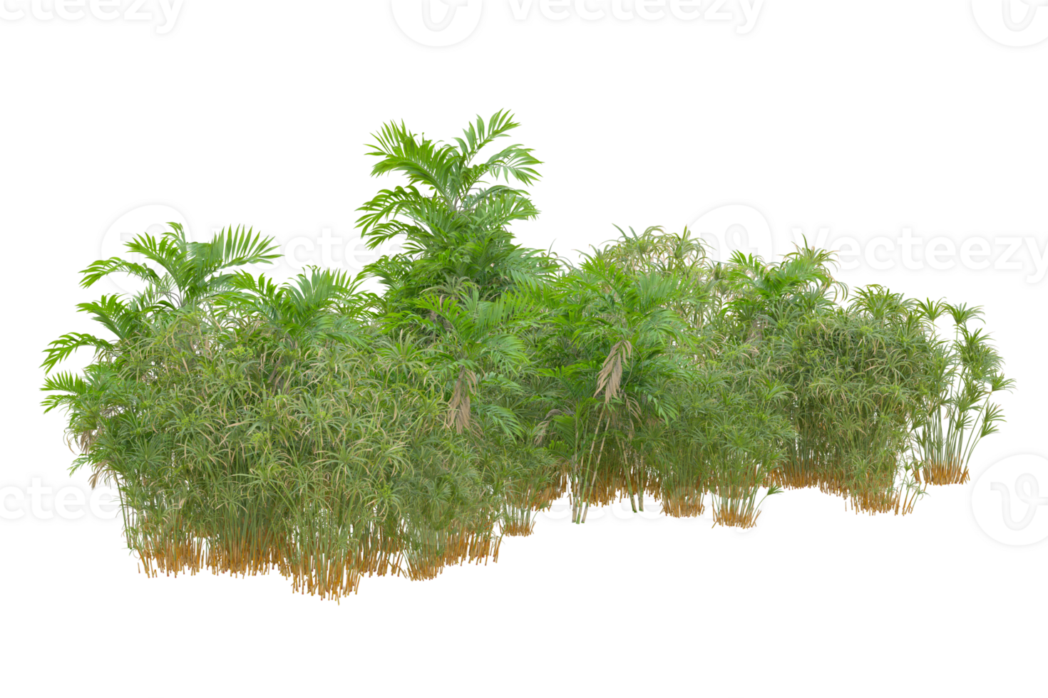 Tropical forest isolated on transparent background. 3d rendering - illustration png