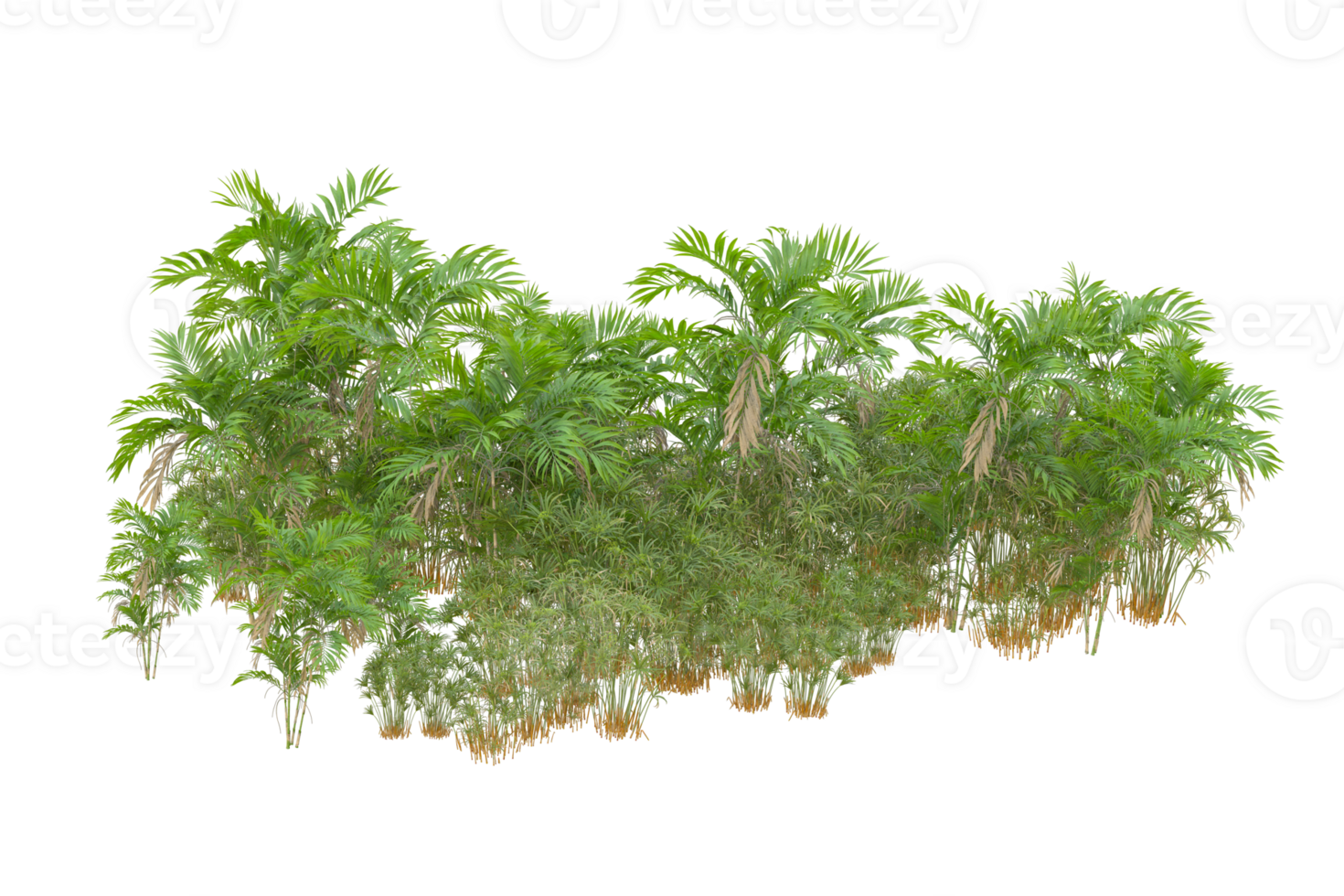 Tropical forest isolated on transparent background. 3d rendering - illustration png