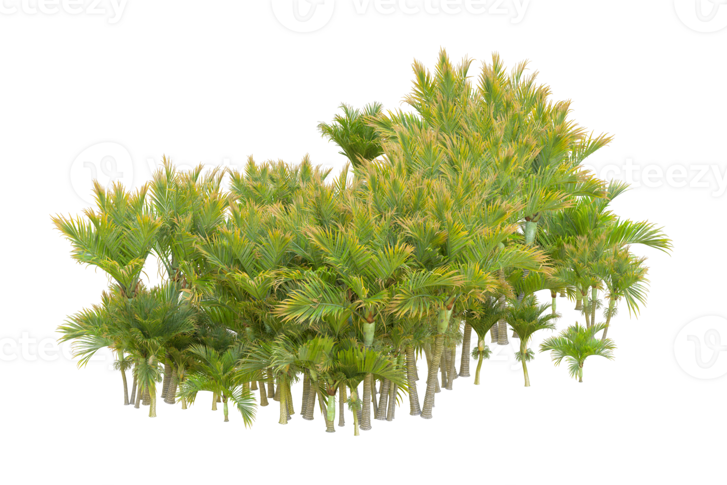Tropical forest isolated on transparent background. 3d rendering - illustration png