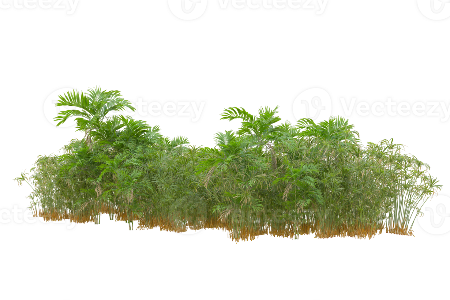 Tropical forest isolated on transparent background. 3d rendering - illustration png