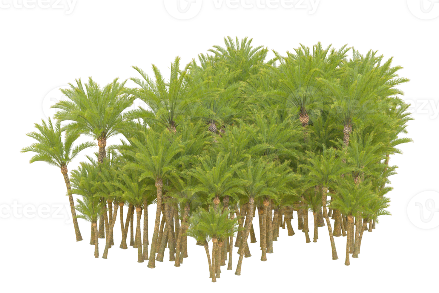Tropical forest isolated on transparent background. 3d rendering - illustration png