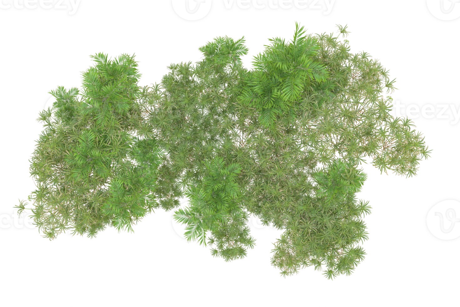 Tropical forest isolated on transparent background. 3d rendering - illustration png